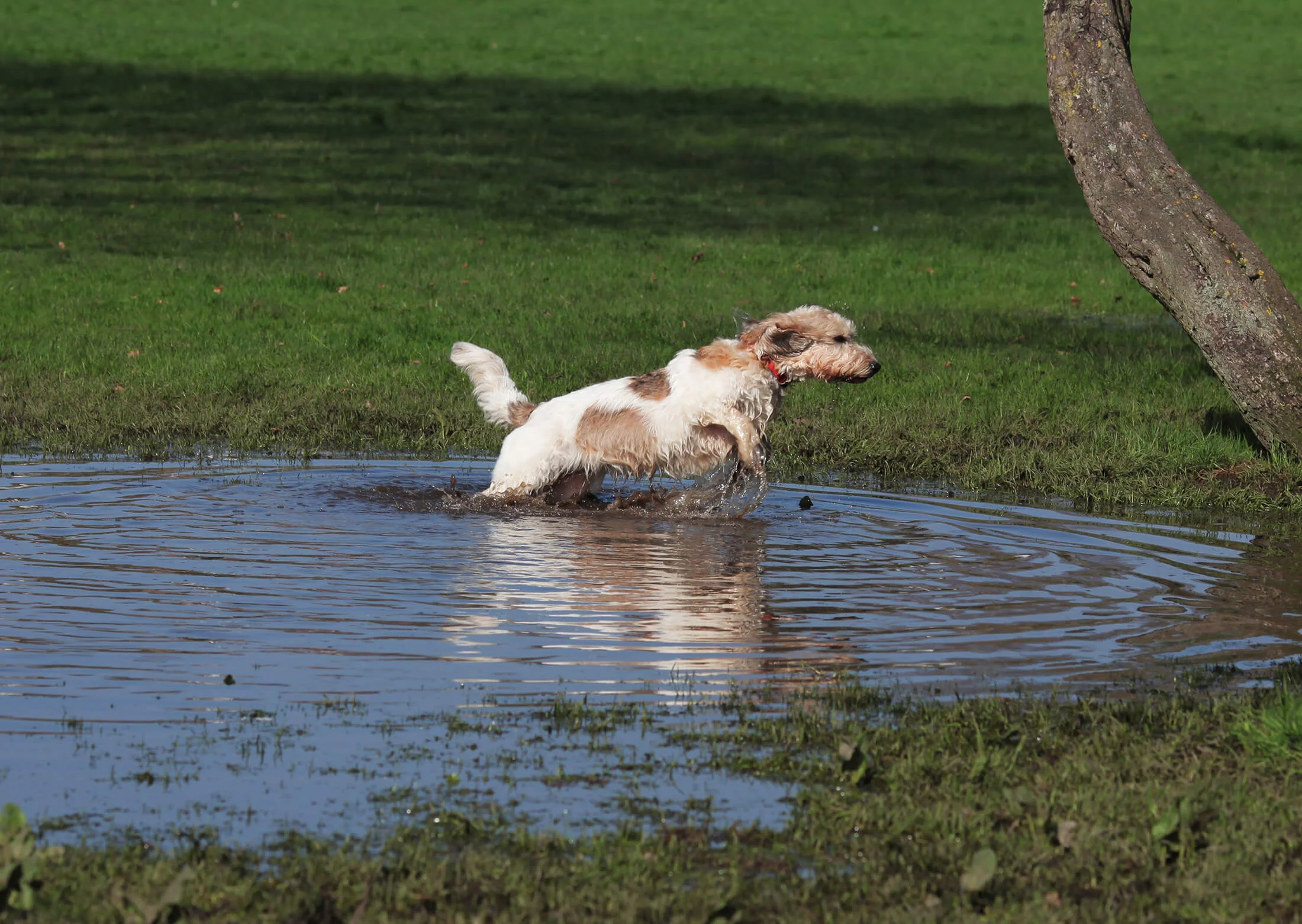 Dogs on Wandsworth Common