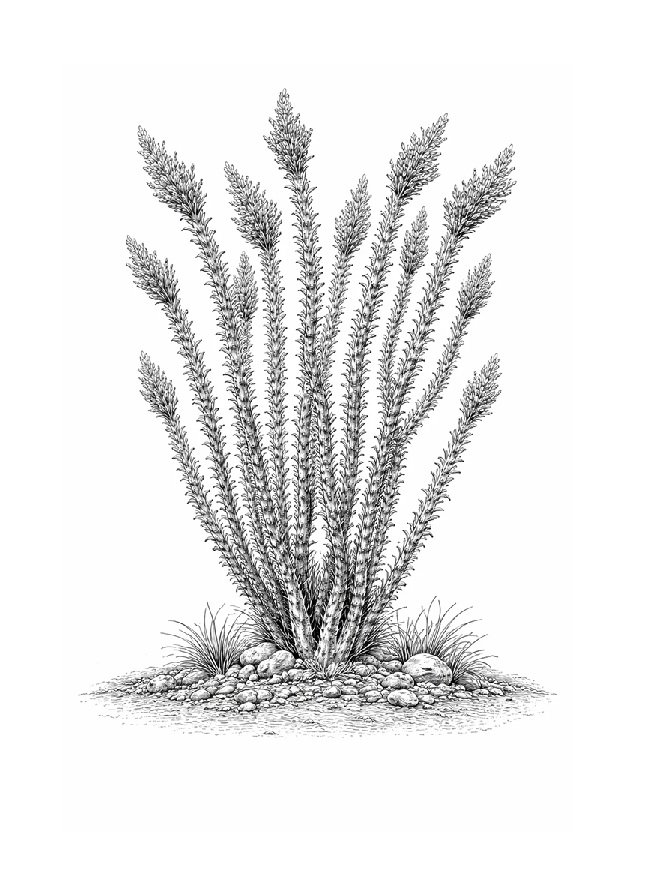 Ocotillo Plant Desert Resilience Counseling Danielle Simmons LPCC LPAT HTR Horticultural Therapy Art Therapy Santa Fe, NM