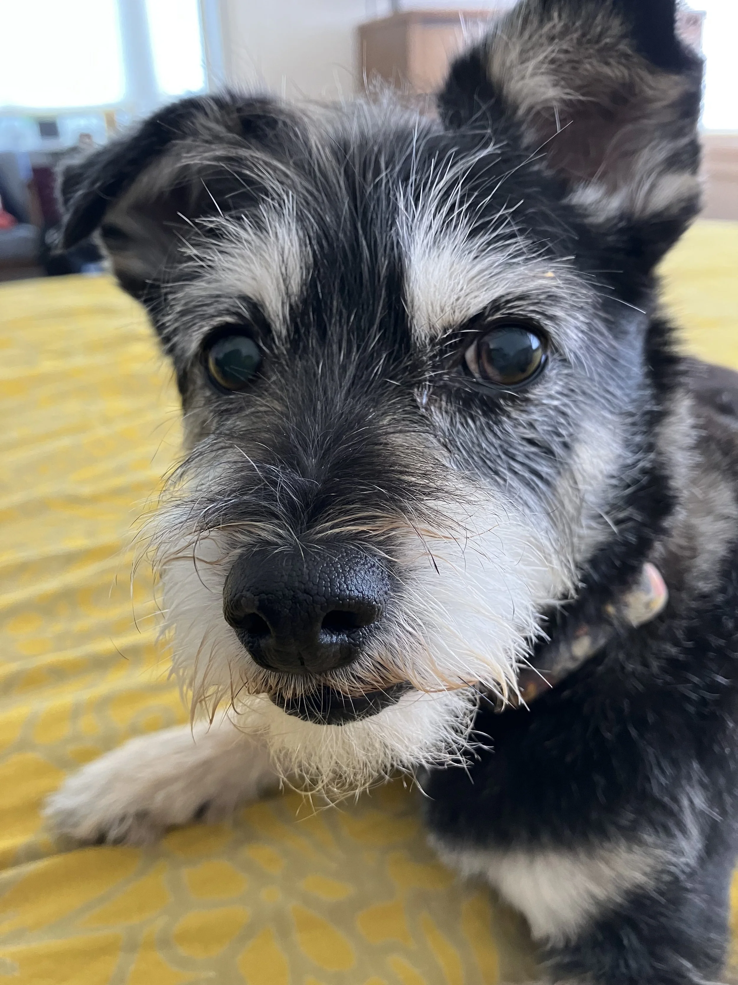 Close-up of a small dog with black, white, and gray fur lying on a yellow patterned blanket. Jesse Rose Cohen's therapy sidekick, Frankie who makes an appearance in online therapy sessions.
