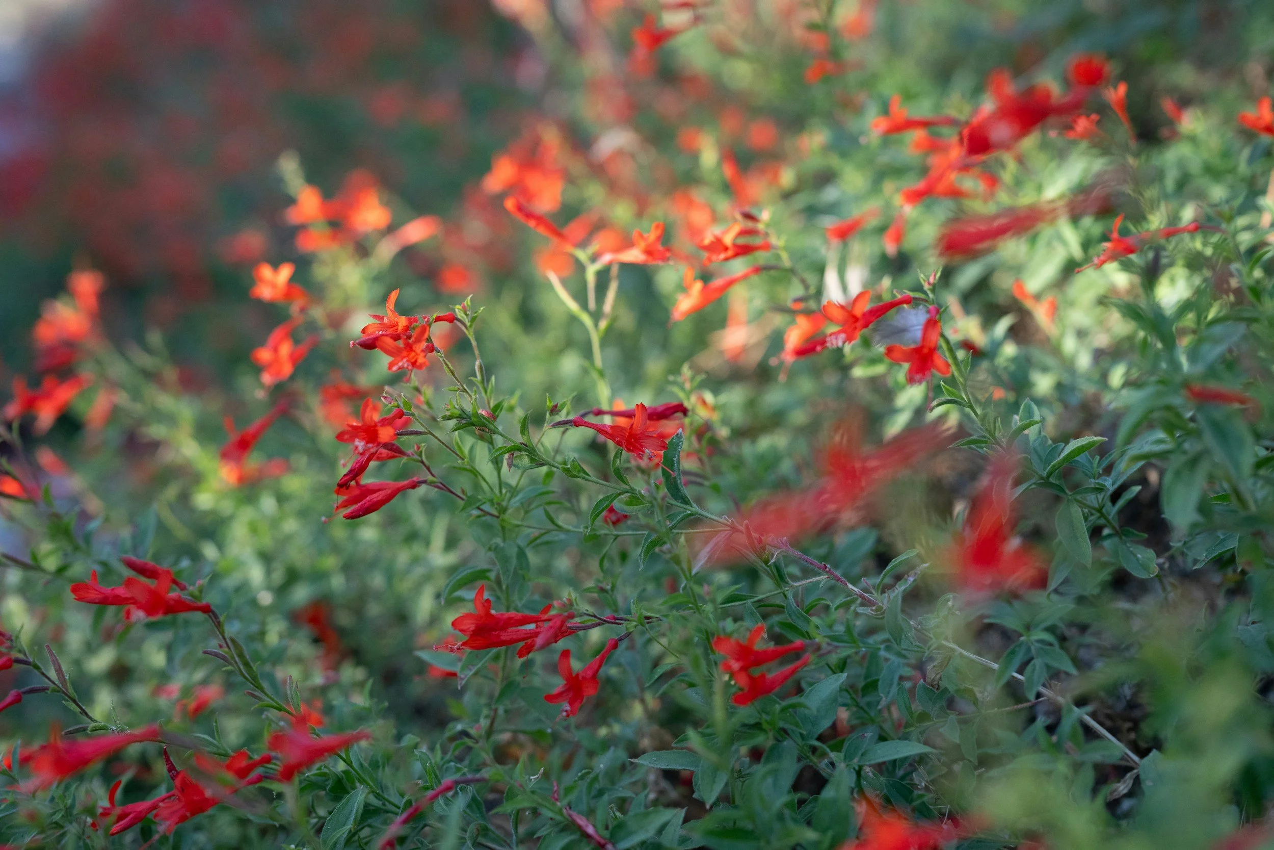 Close-up of red and orange flowers with green leaves in a garden.