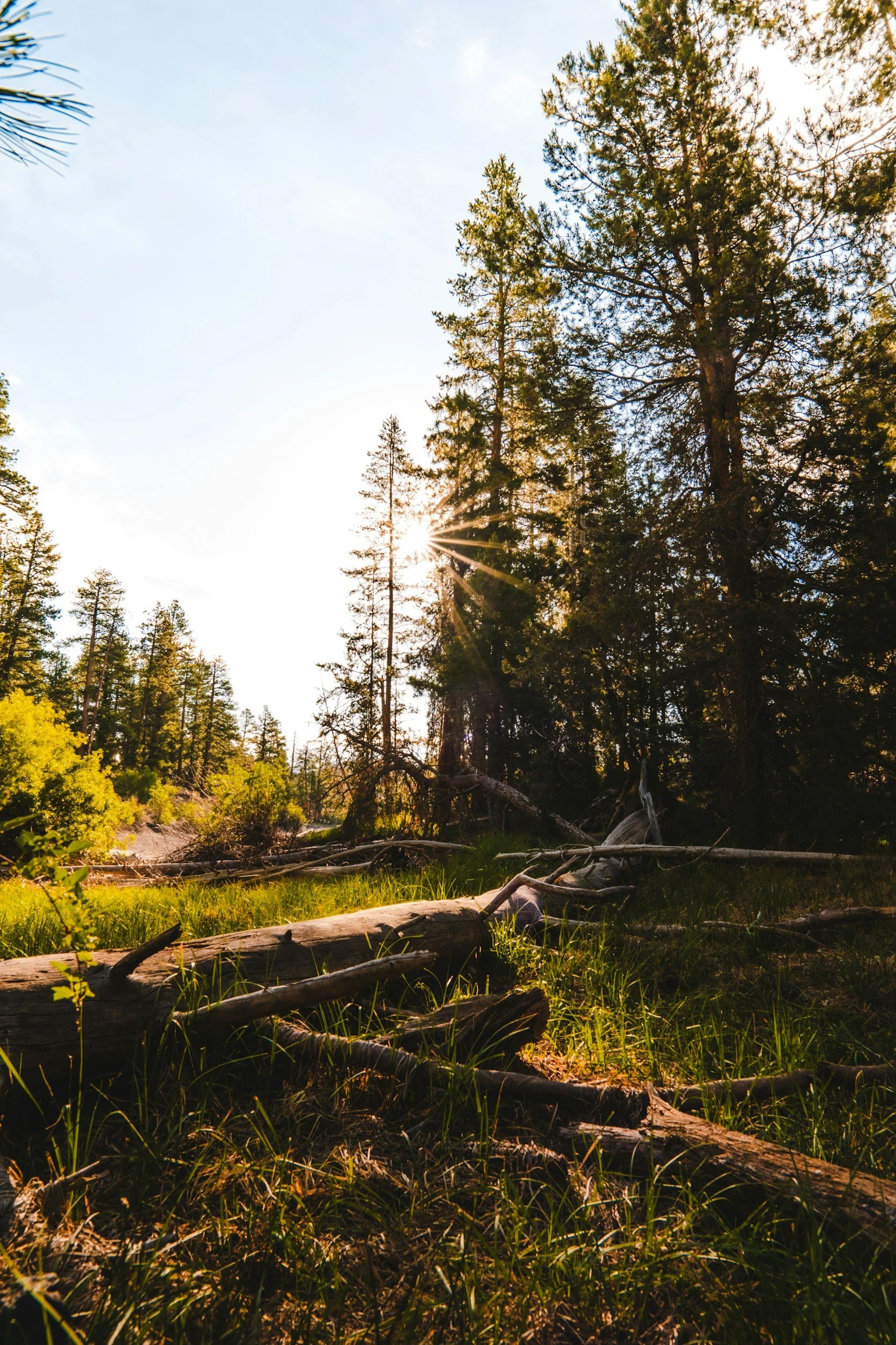 Sun shining through tall green trees in a forest, with fallen logs and grass in the foreground.
