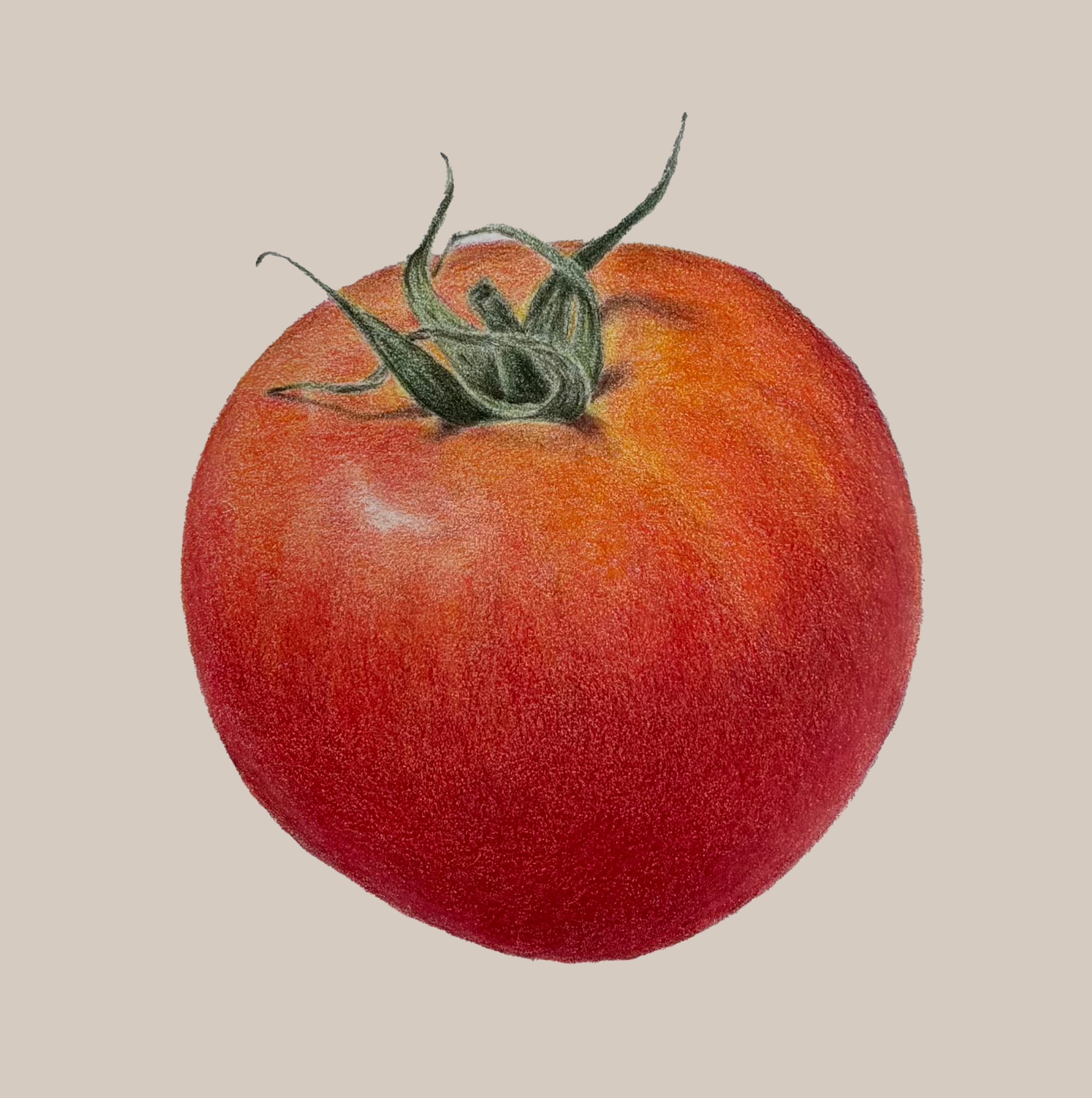 Tomato+Colored+Pencil.png