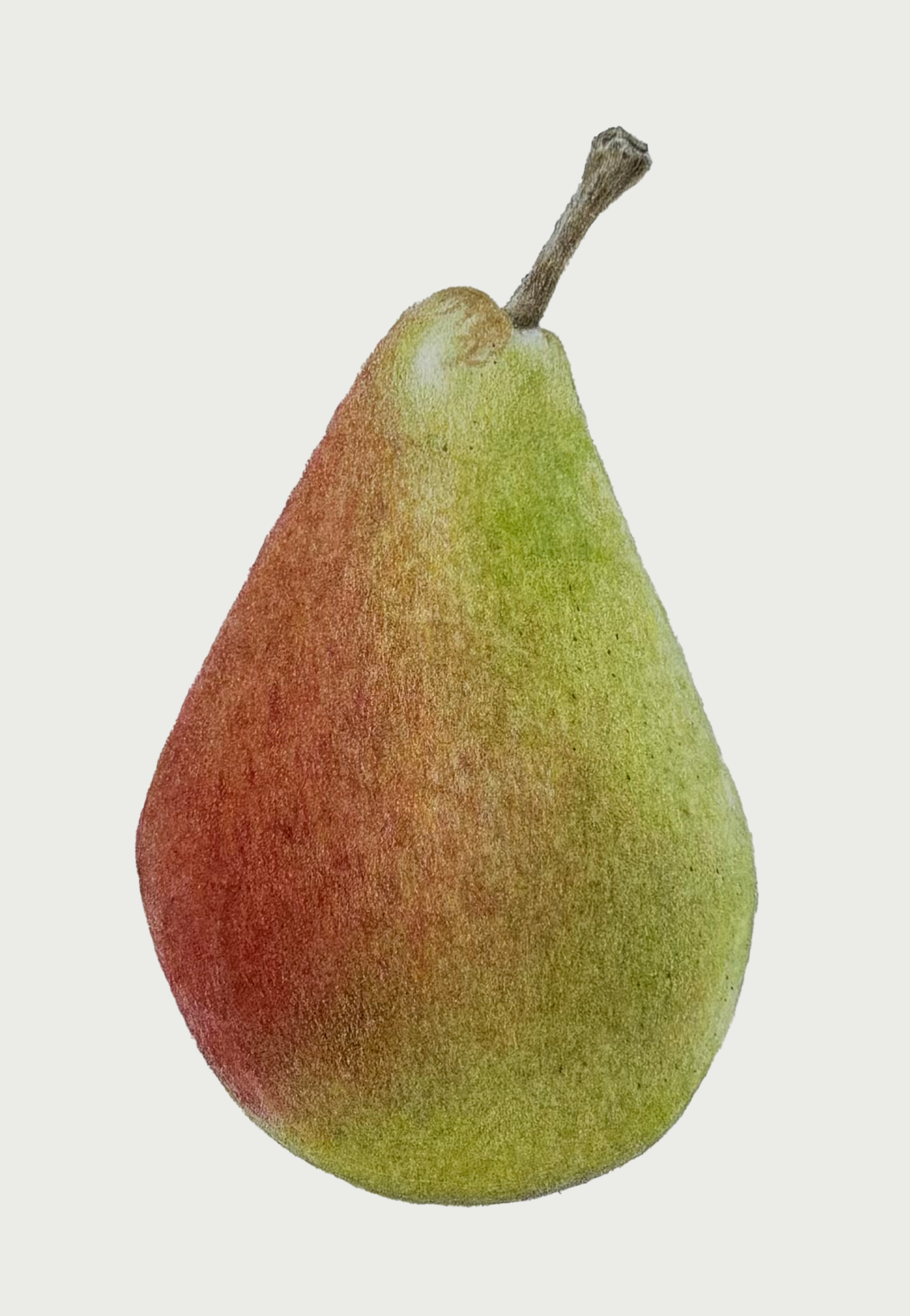 Pear+Colored+Pencil.png