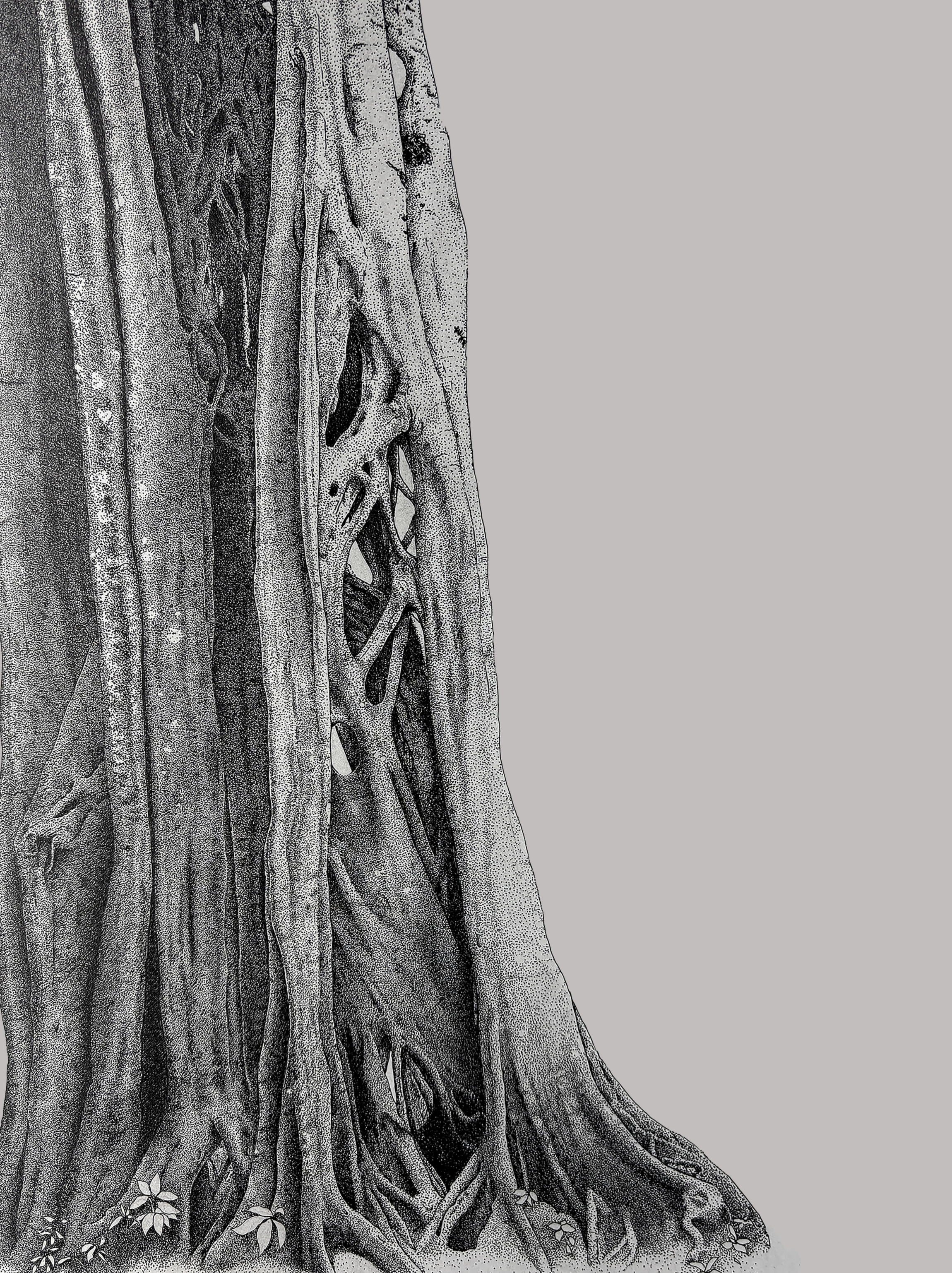 Strangler%2BFig%2BFinal.png