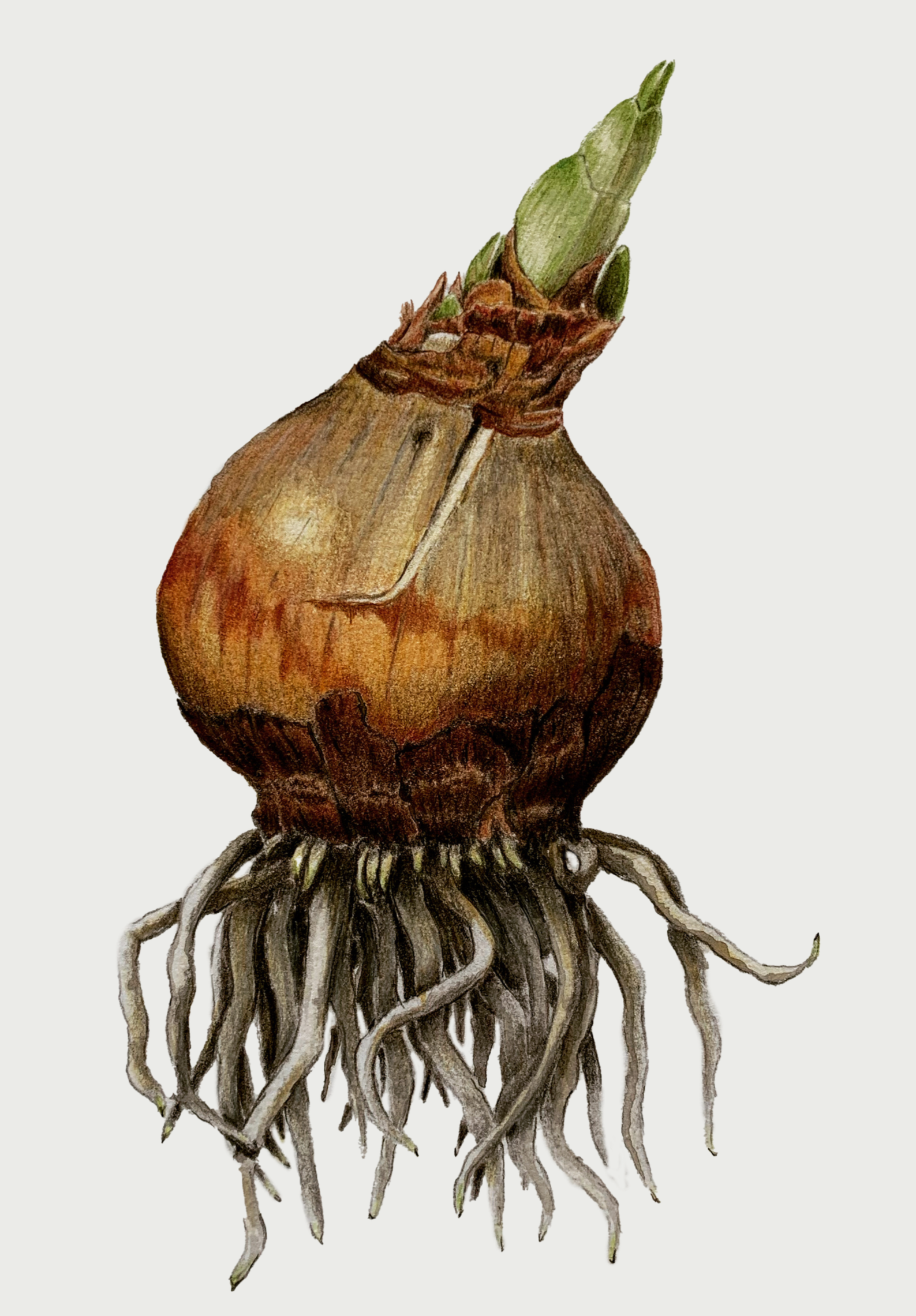 Narcissus papyraceus · Paperwhite bulb · Faber-Castell Polychromos colored pencils · 8 × 10 in