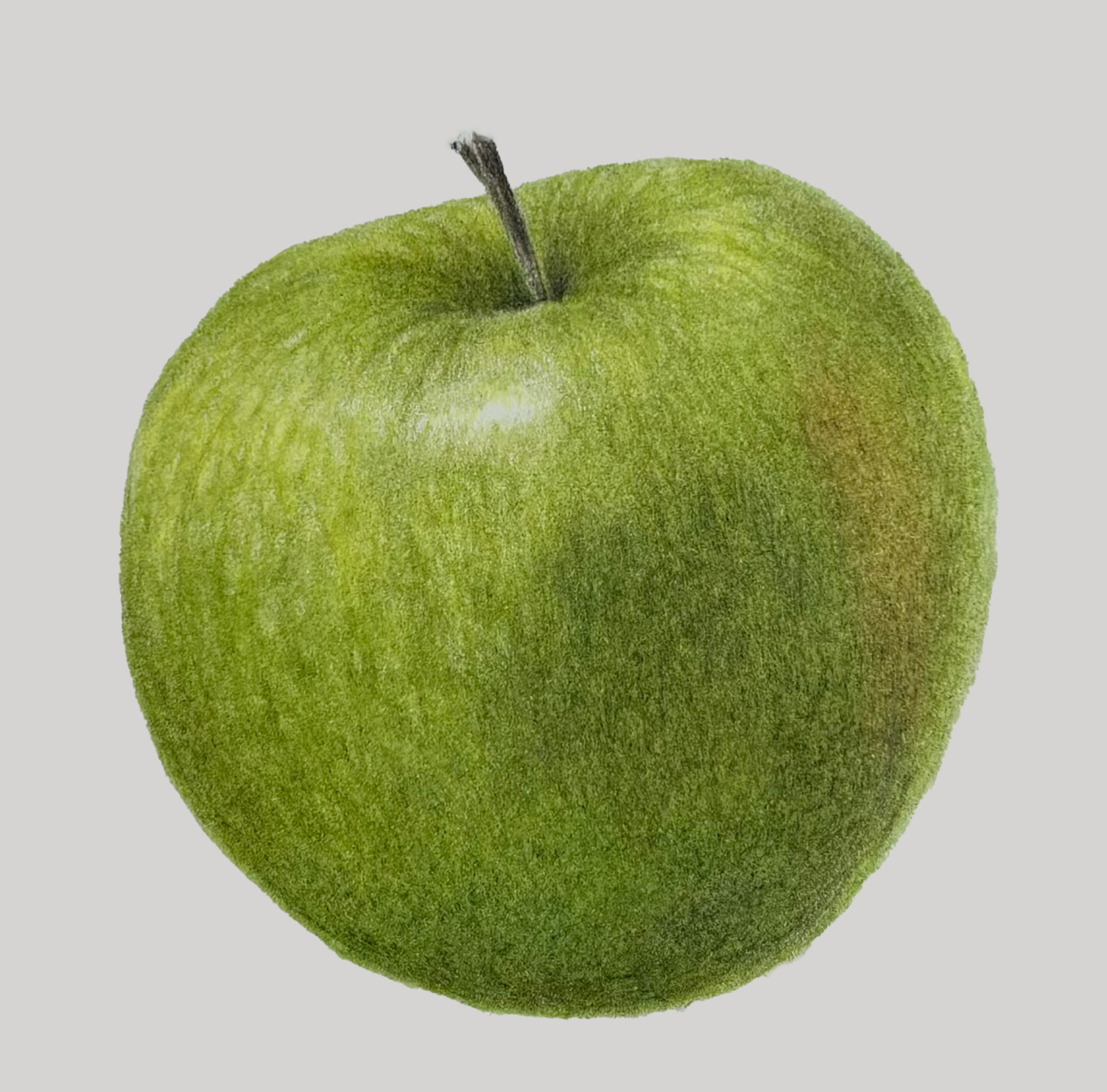 Malus domestica ‘Granny Smith’ · Granny Smith apple · Faber-Castell Polychromos colored pencils on Arches 140 lb hot-pressed paper