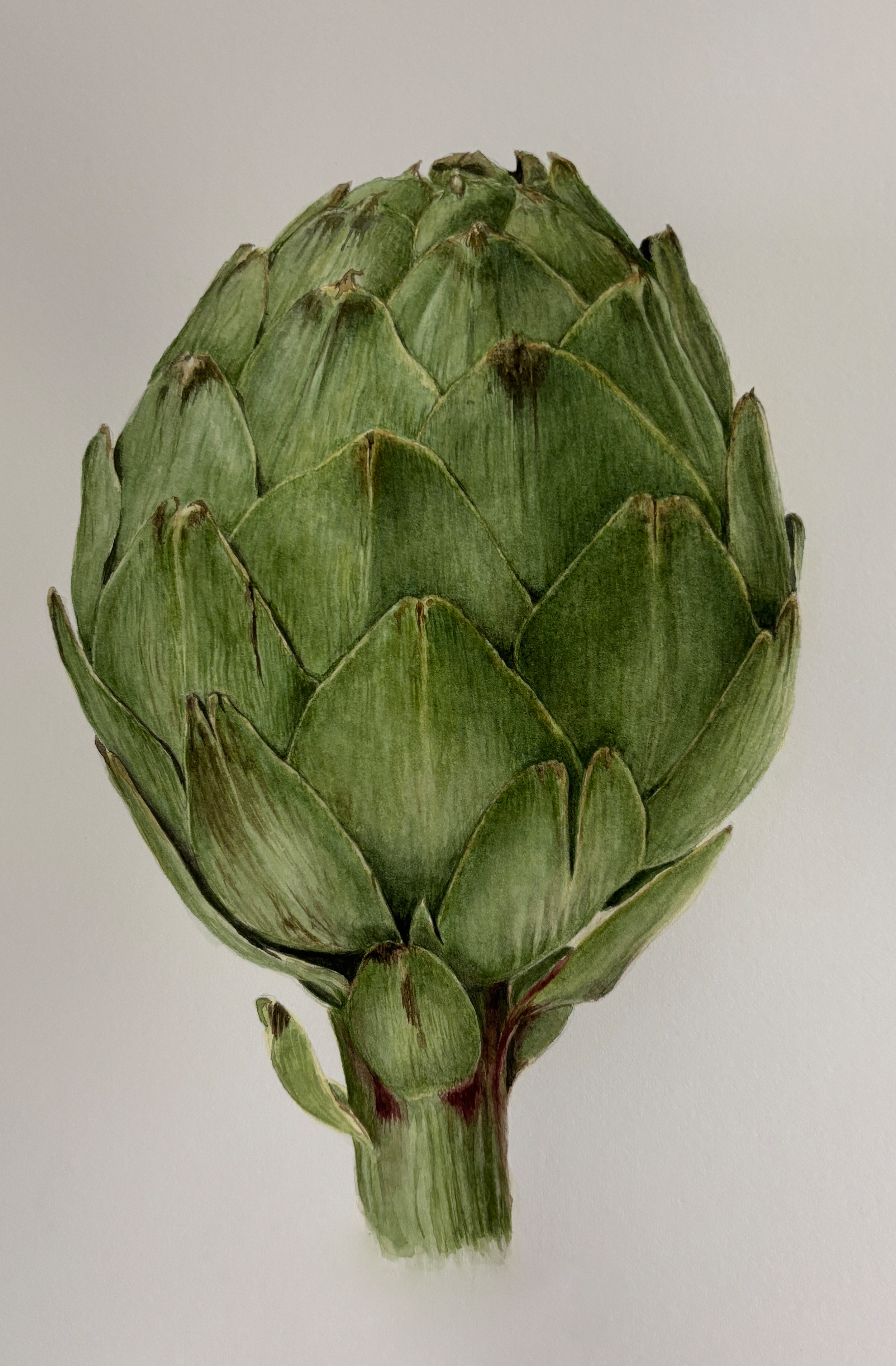 Artichoke.png