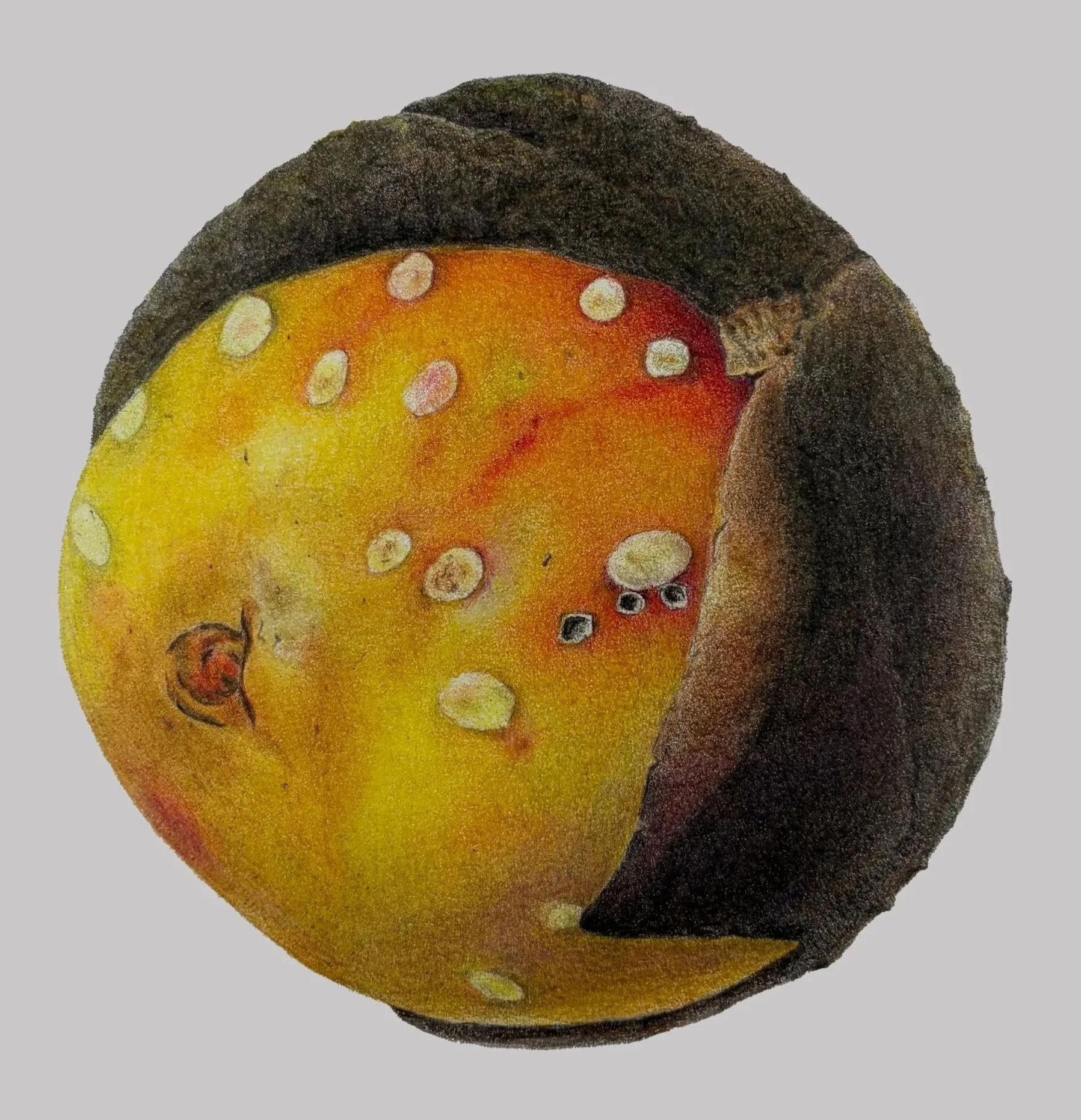 Fig.jpg