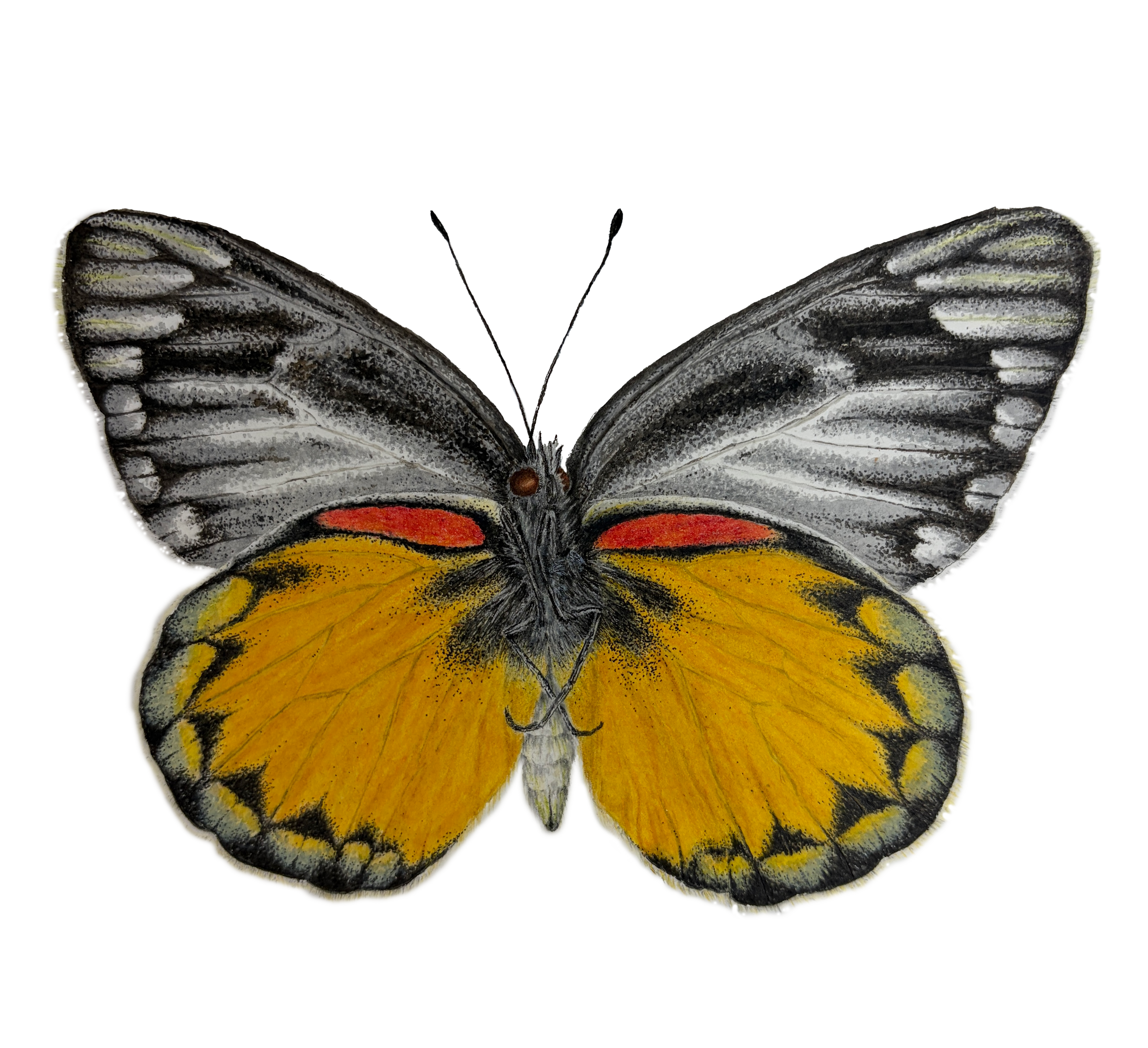 Final Delias oraia.png