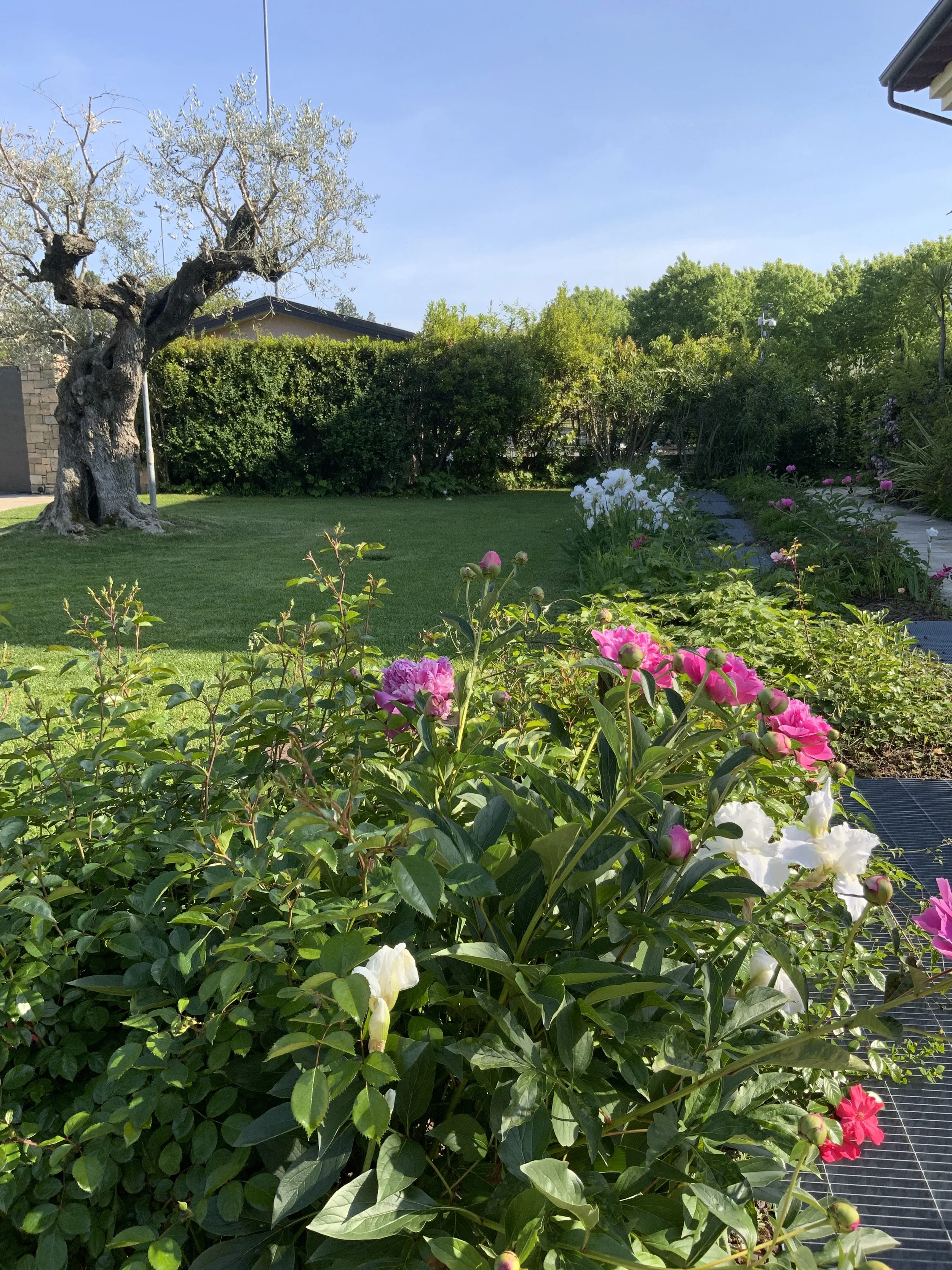 A garden with blooming flowers in pink, white, and purple, a green lawn, and a large, gnarled olive tree on a sunny day.