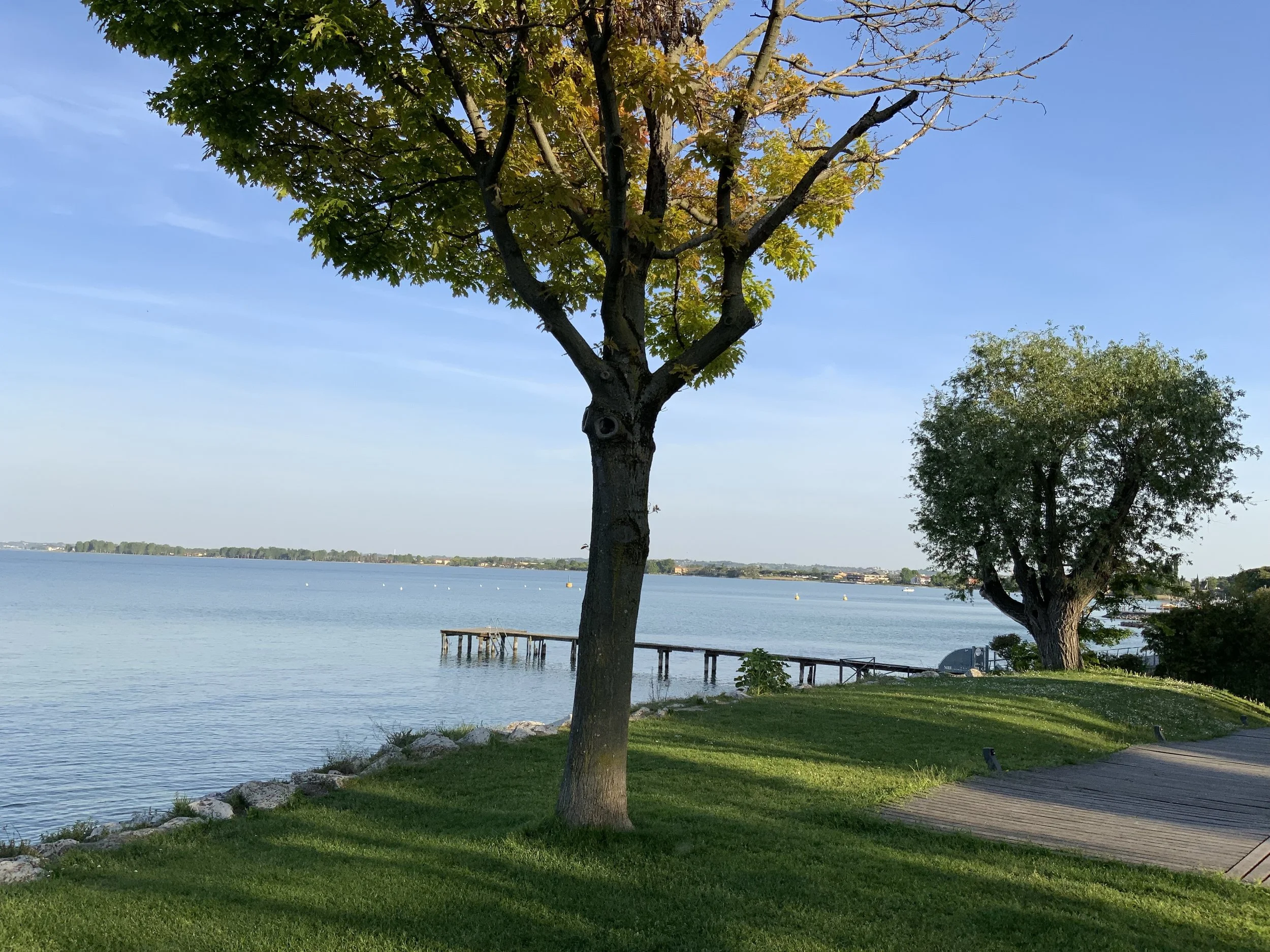 A lakeside scene with two trees on a grassy shoreline, a wooden dock extending into the water, and blue sky overhead.