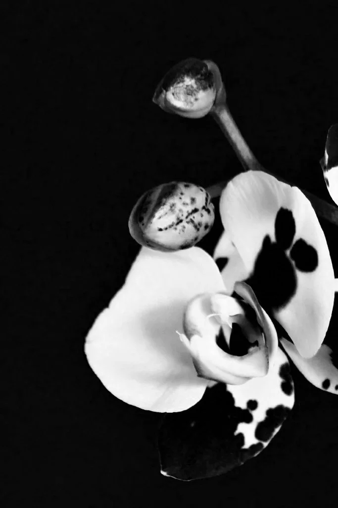 Schwarz-weiße Orchideenblüte mit zwei Knospen als Symbol für Sexualität im Lebensverlauf in der Sexualtherapie bei Svetlana Kess in Bremen