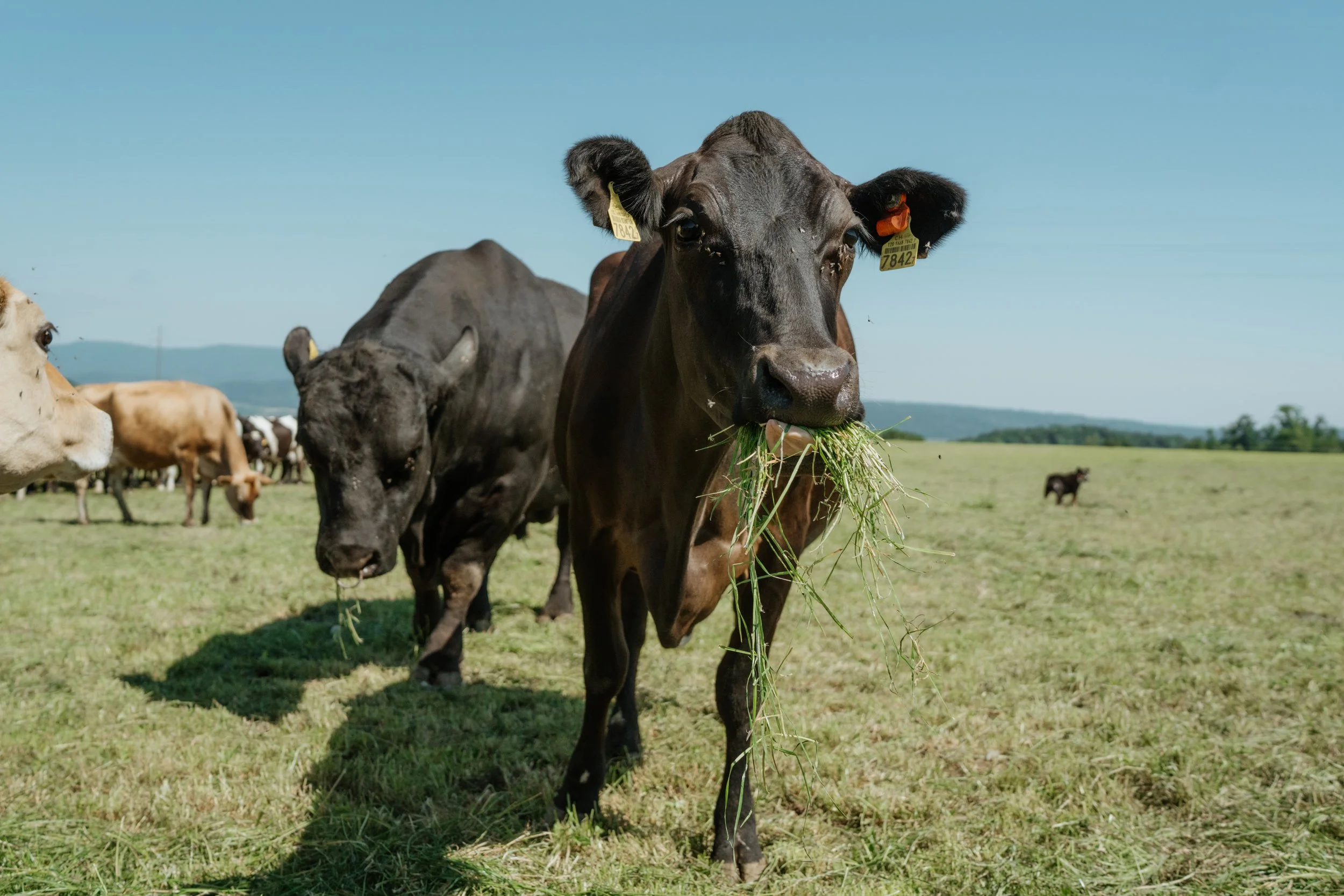 A black cow with yellow ear tags eating green grass in a field, with other cows and a horse in the background under a clear blue sky.