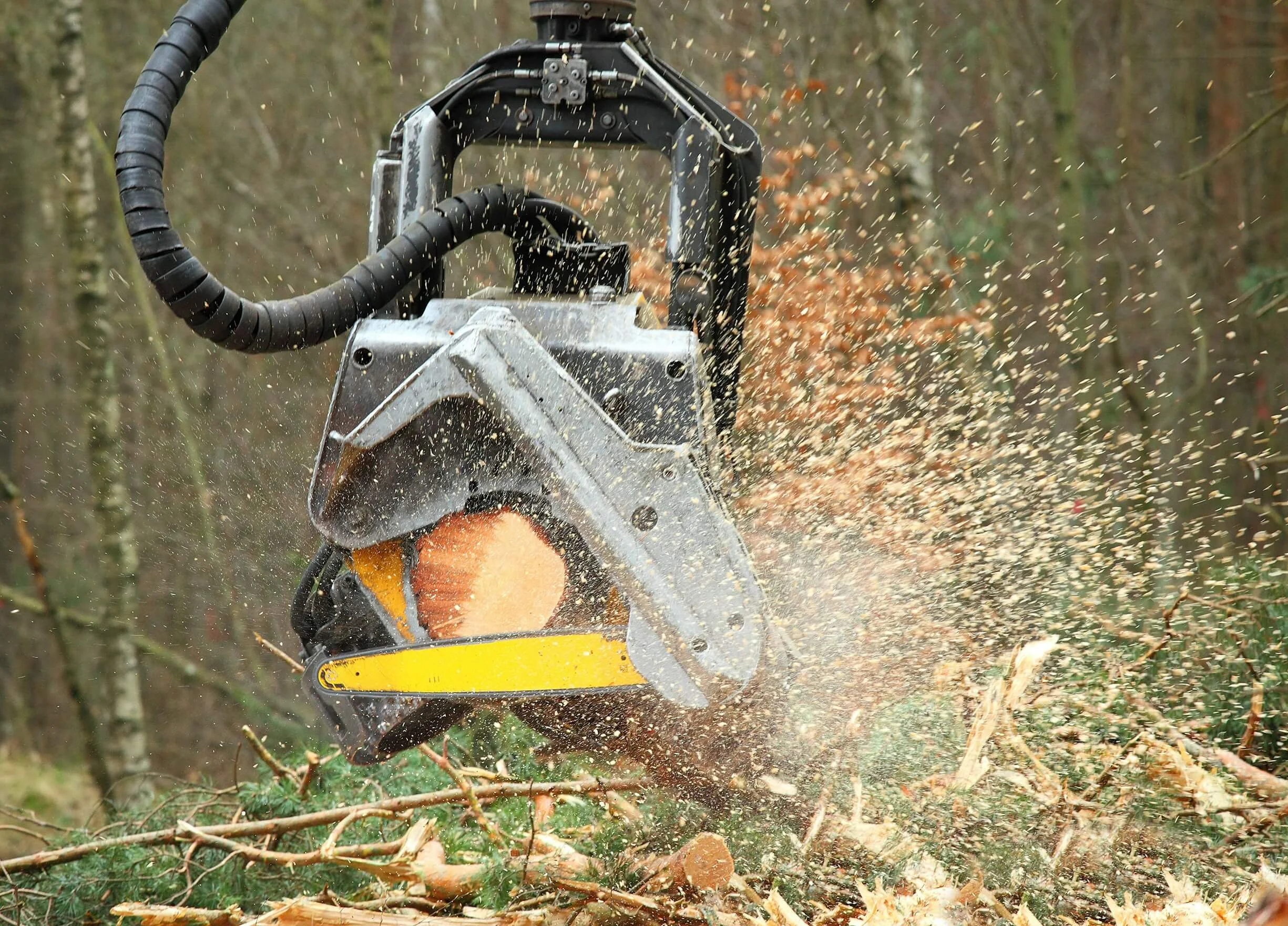 A chainsaw cutting through tree branches, producing sawdust and wood chips in a wooded area for Alabama Landwork Services doing forestry mulching.
