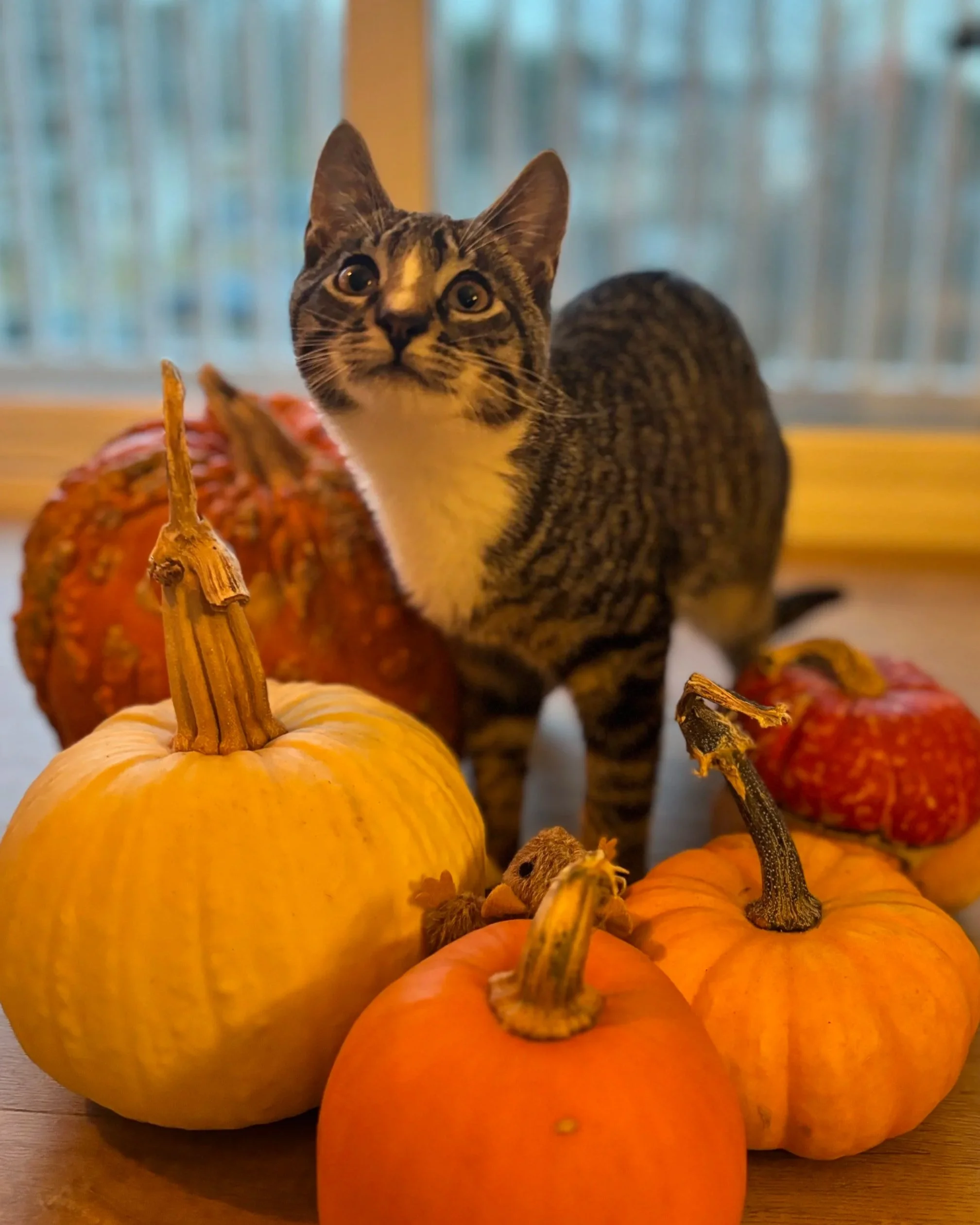 A tabby cat with white chest and paws standing on a wooden surface surrounded by orange and yellow pumpkins and gourds, with a window in the background.