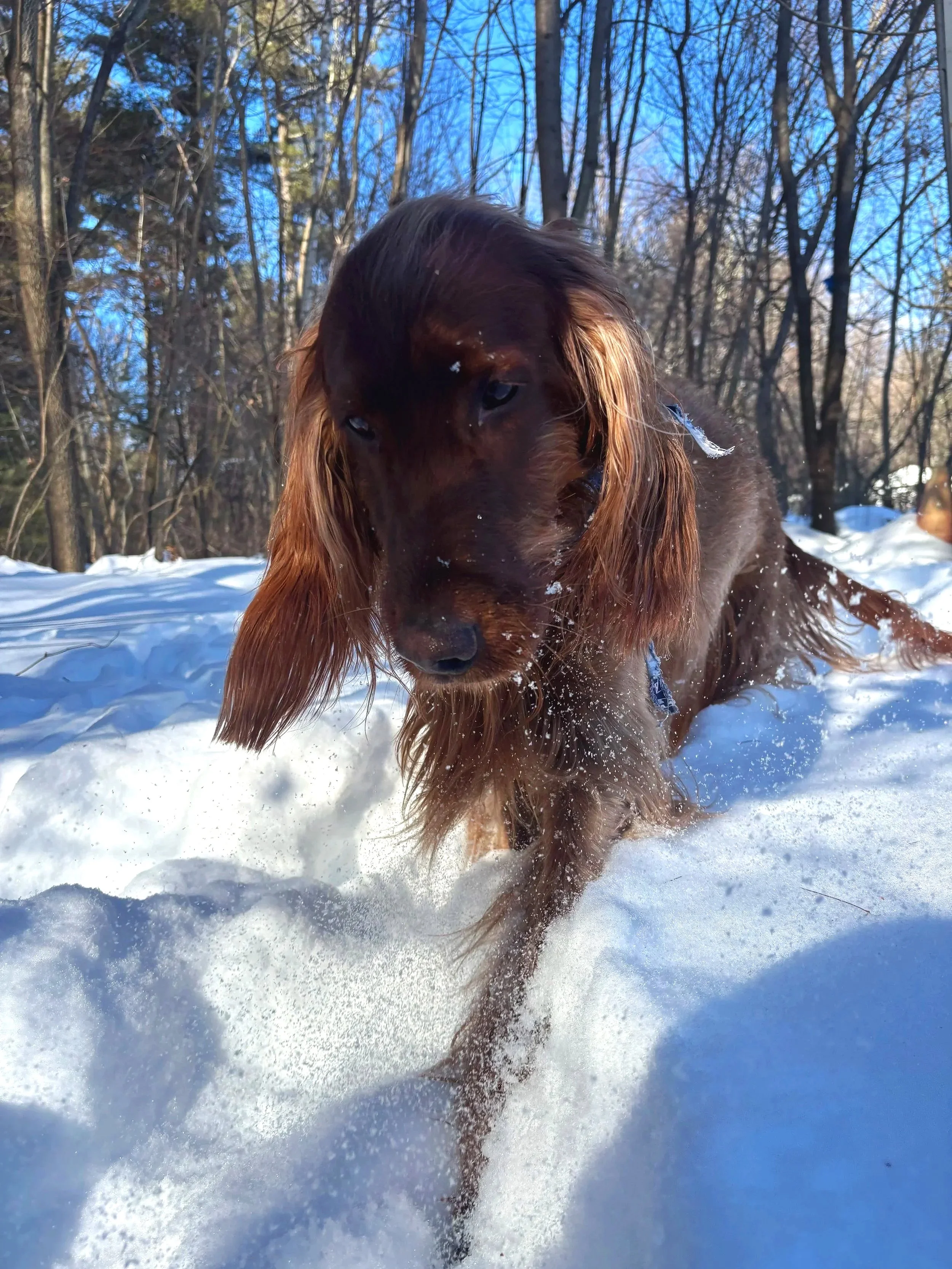 An Irish Setter dog with long ears playing in the snow during daytime, surrounded by leafless trees and a clear blue sky.