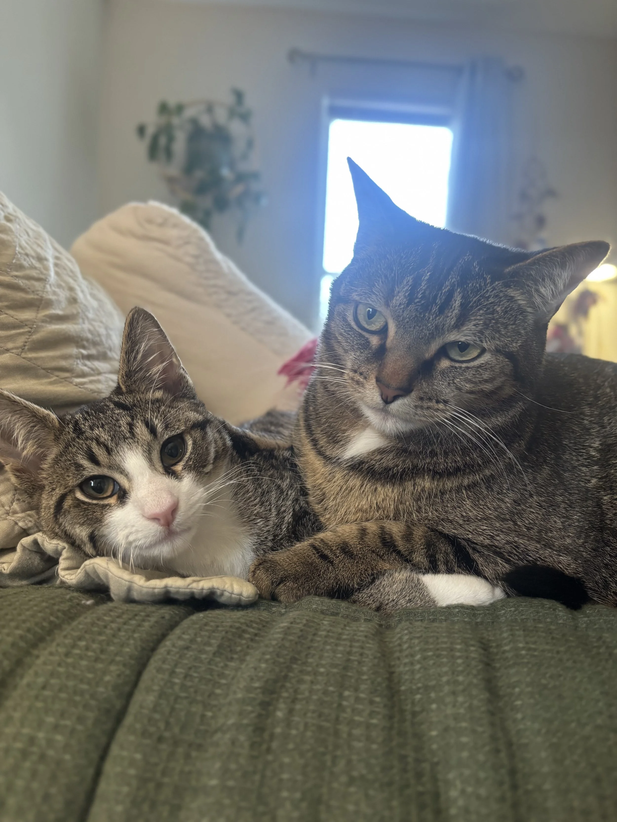 Two tabby cats resting on a green couch, with pillows behind them and a window in the background.