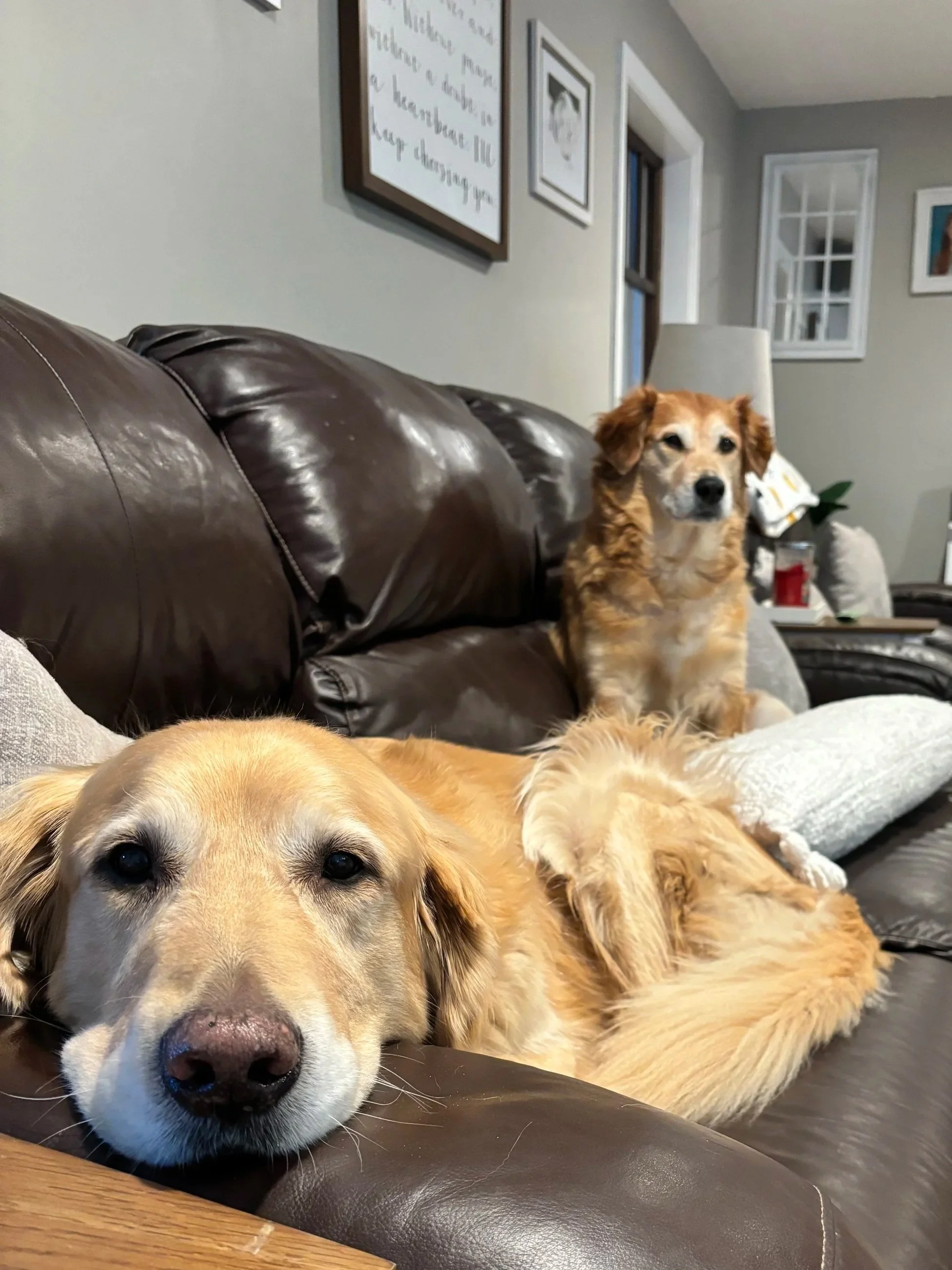 Two golden retrievers resting on a brown leather couch in a living room, with one lying down close to the camera and the other sitting up slightly behind.