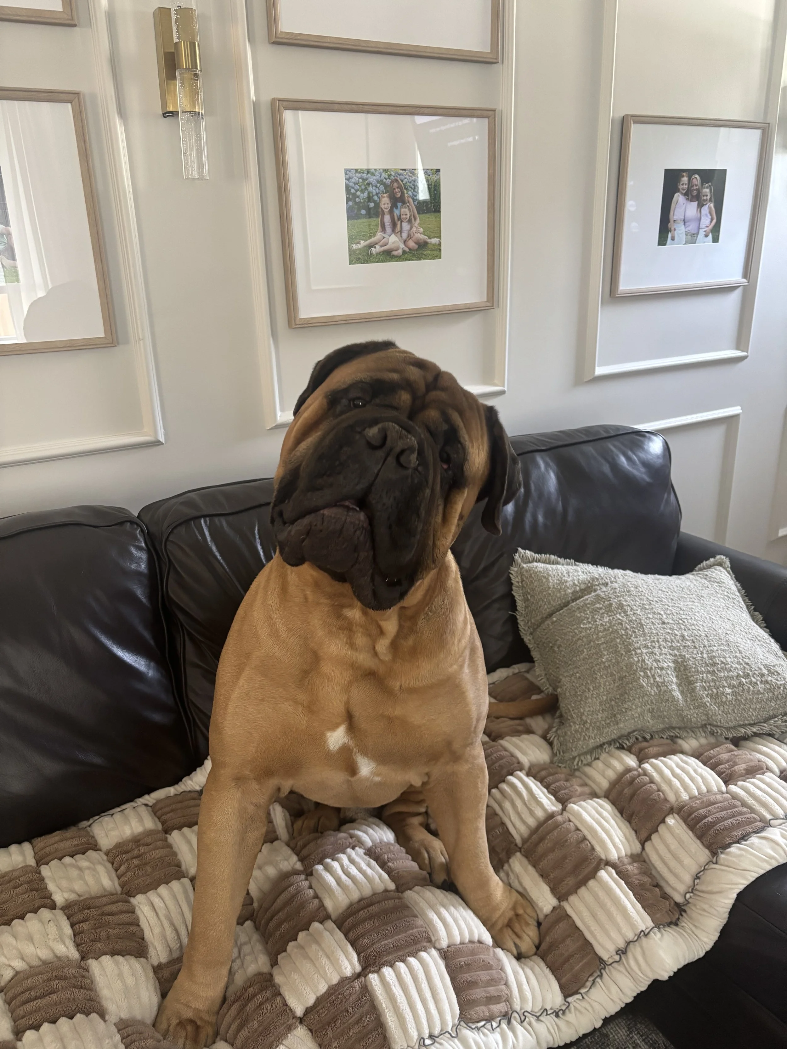 A large Mastiff, sitting on a black leather couch with a textured beige throw blanket and a gray pillow in a living room with framed family photos on the wall.