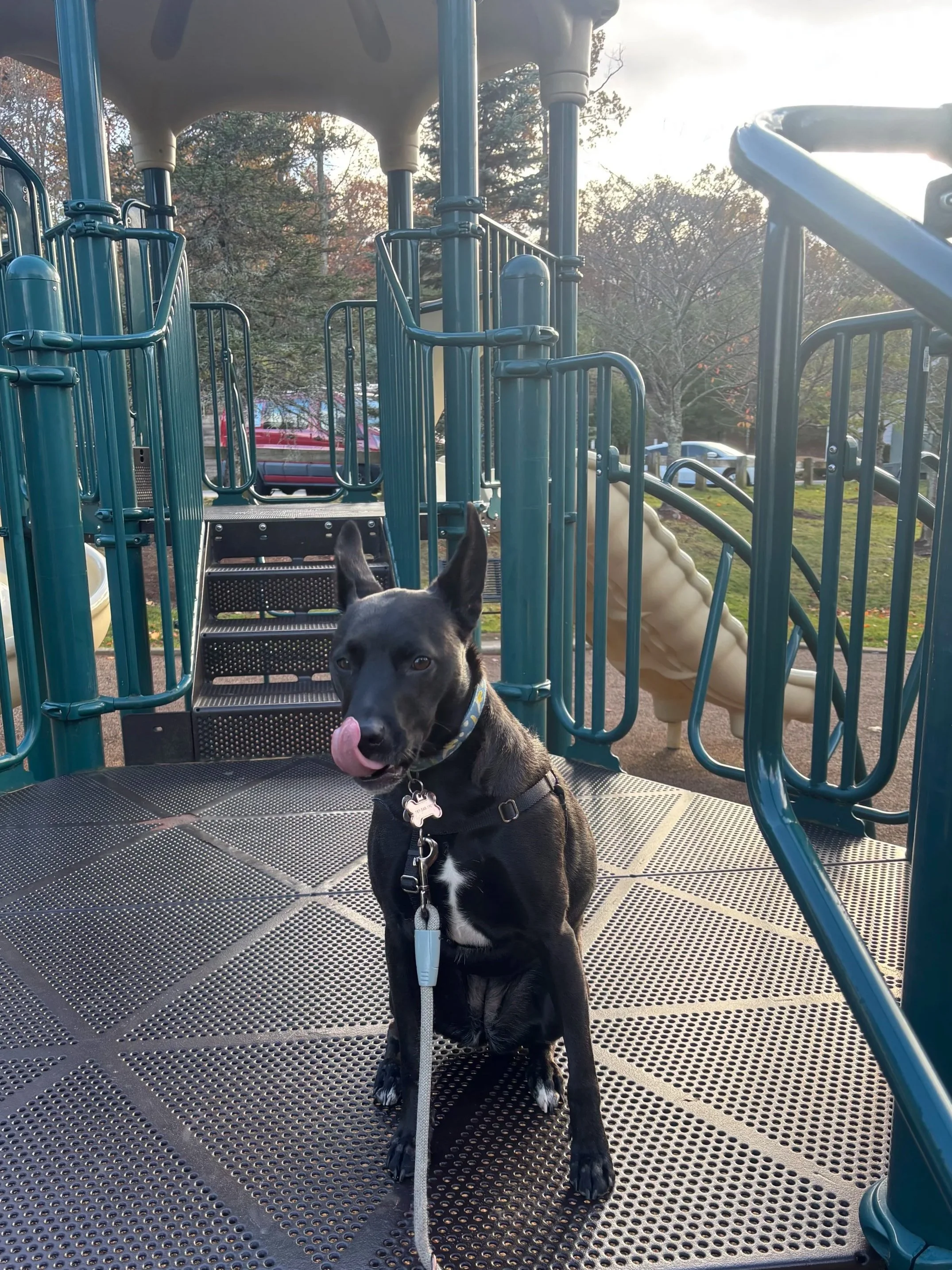 A black dog with white markings on its chest sitting on a playground surface, licking its nose. The playground has a slide and climbing structure, and there are trees and parked cars in the background.
