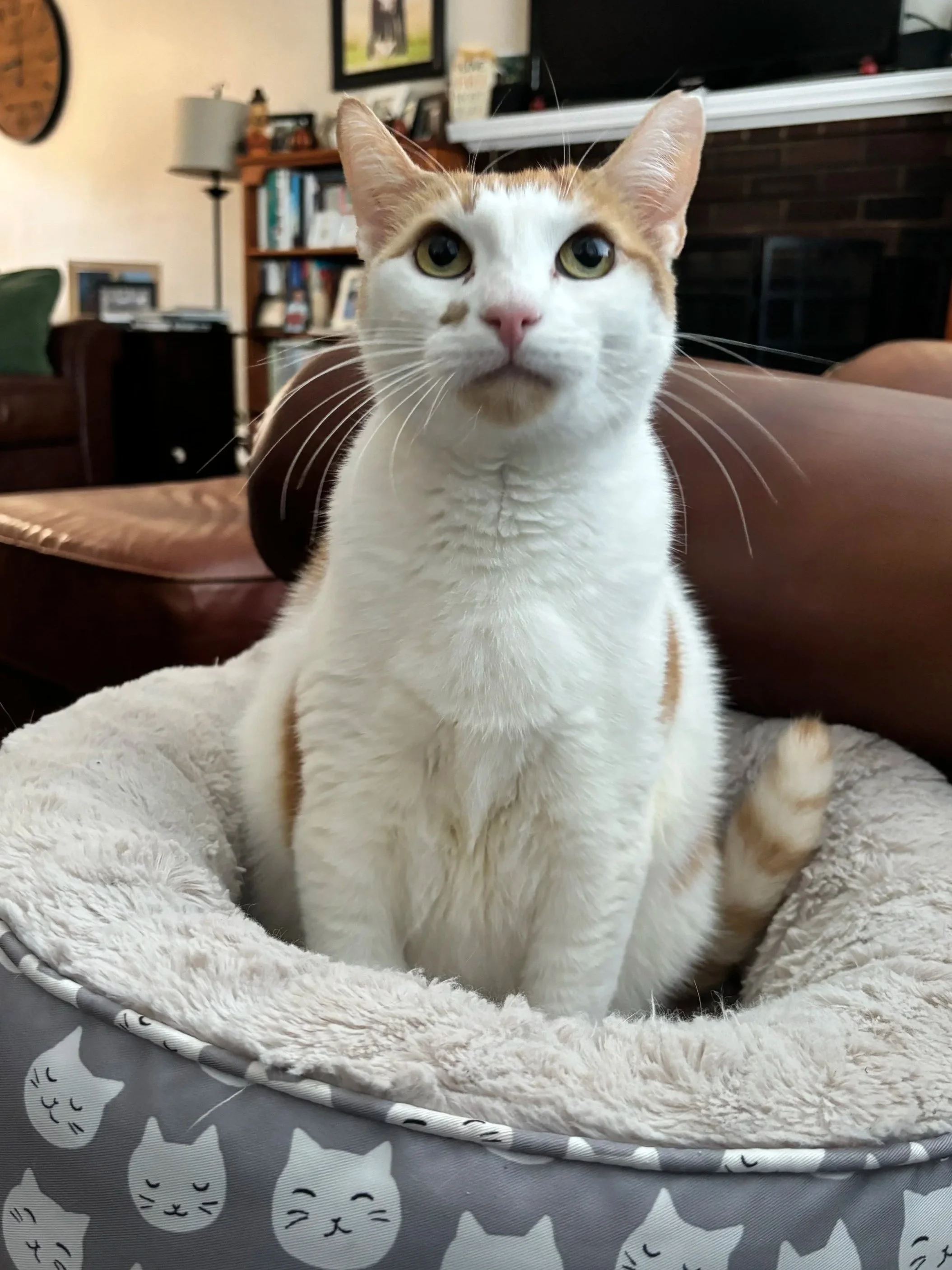 A white and orange tabby cat sitting in a cozy round bed with a cat face pattern in a living room.