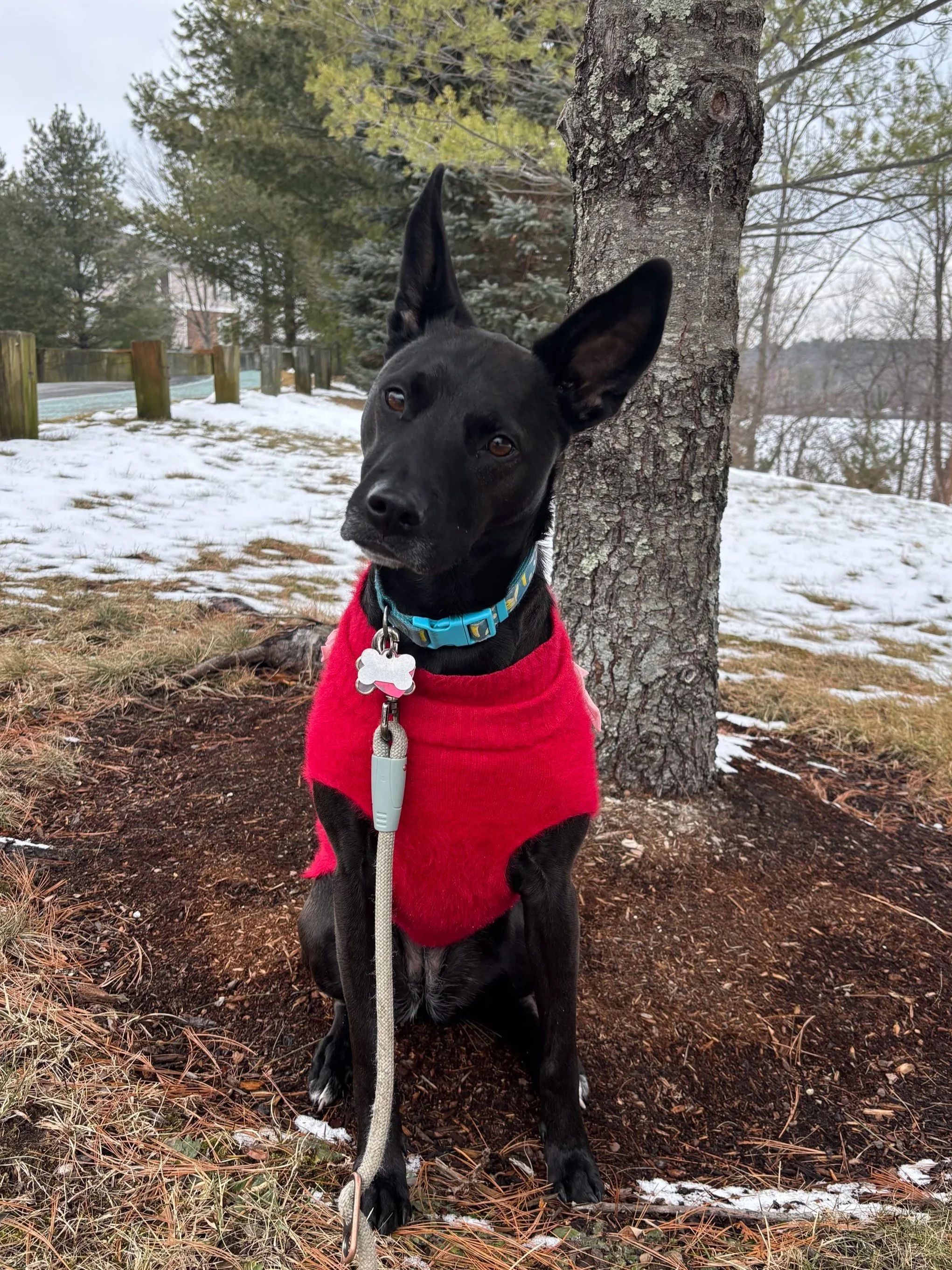 A black dog with a red sweater sitting while looking at the camera with a tilted head.