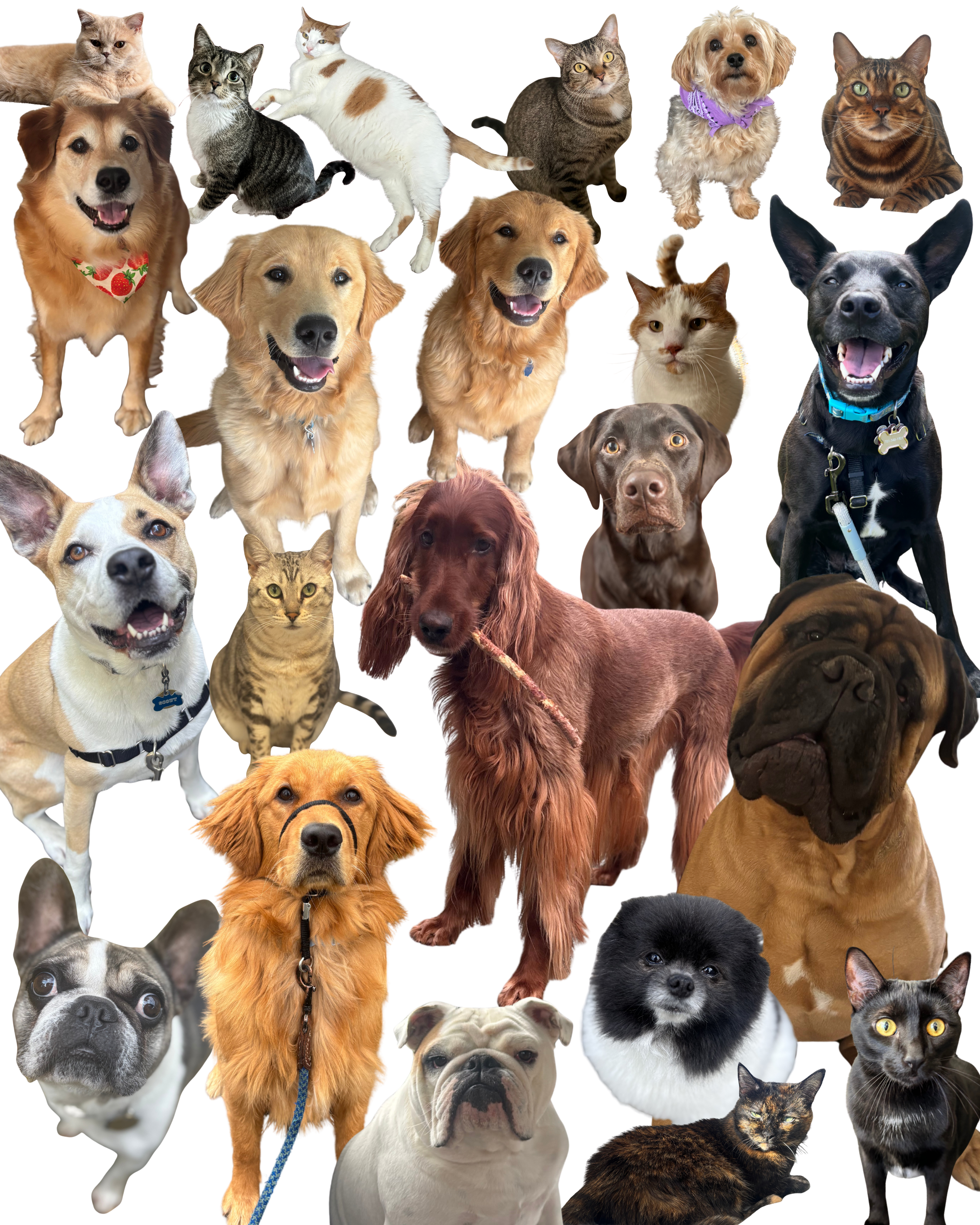 A collage of various pets including dogs of different breeds, cats, and small animals like hamsters and guinea pigs, arranged closely together.