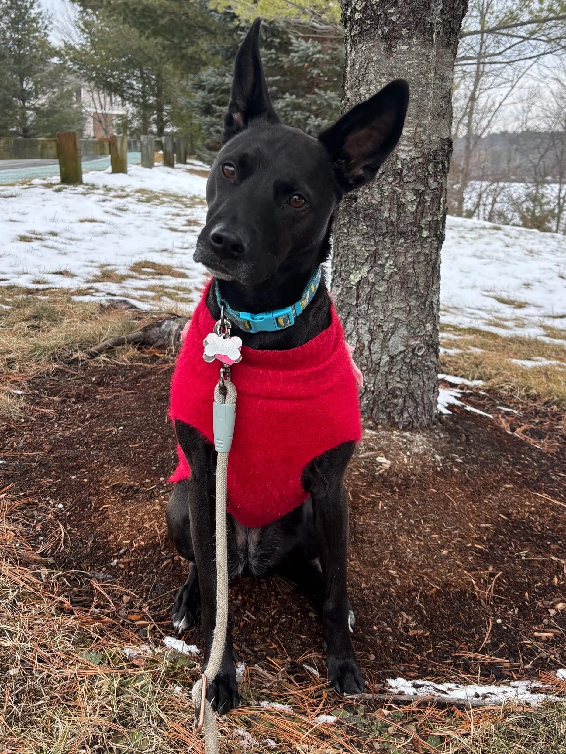 A black dog wearing a pink sweater sitting outdoors near a tree with patches of snow on the ground, in a winter landscape.