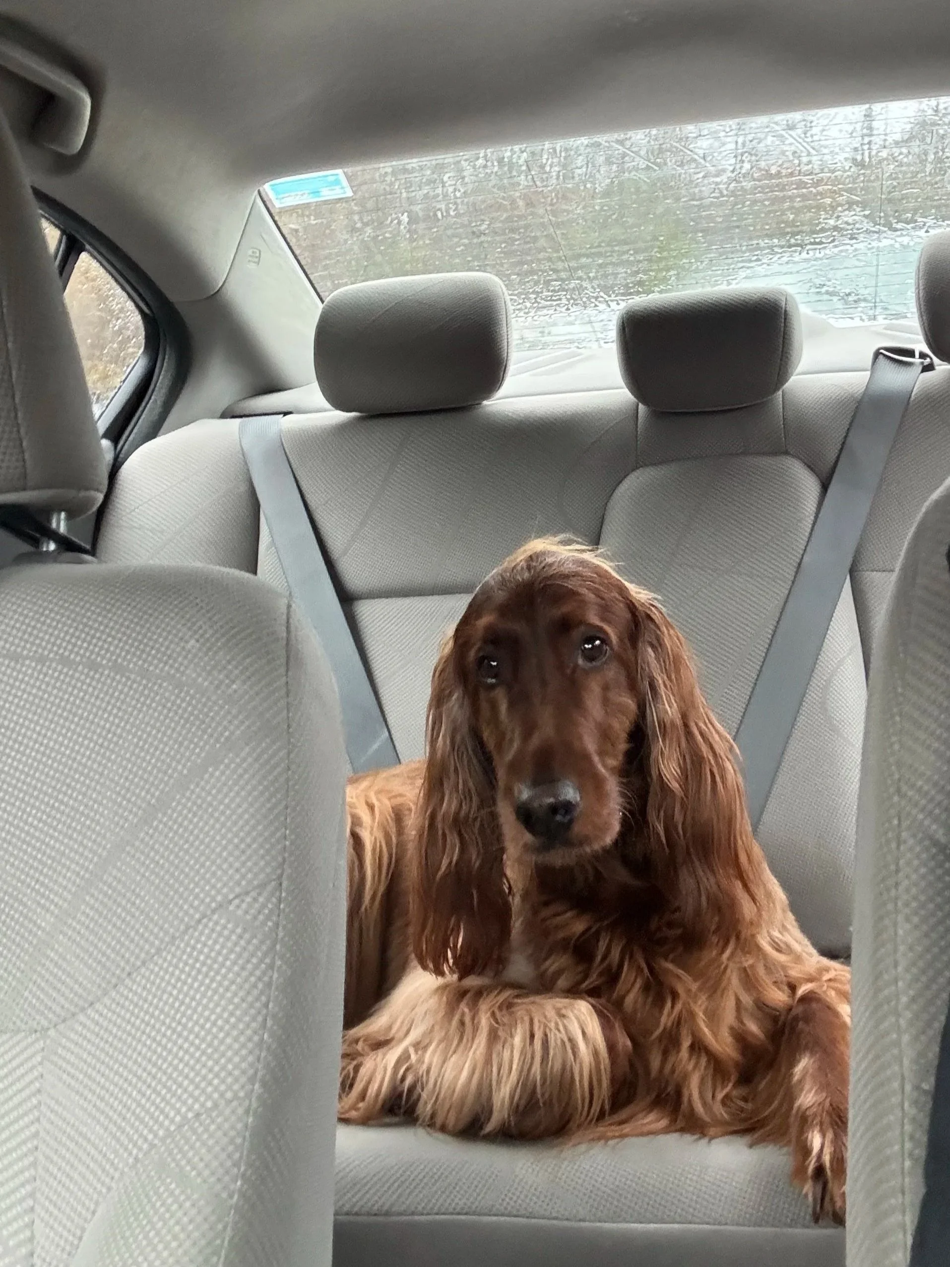 A brown dog lying on the back seat of a car, with rain visible on the rear window.