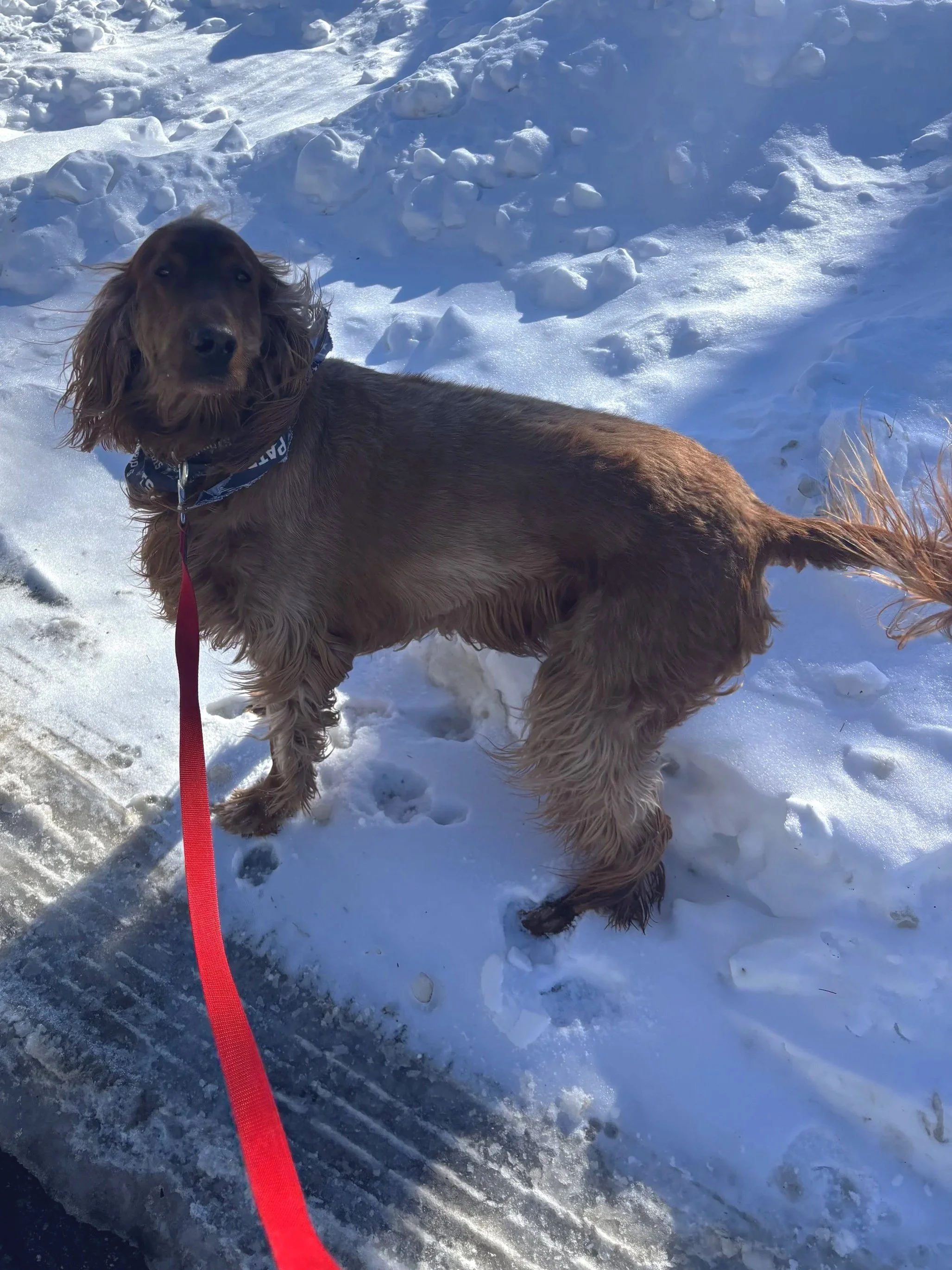 Irish Setter dog with long, wavy ears and a blue collar standing on snow-covered ground, looking back at the camera.