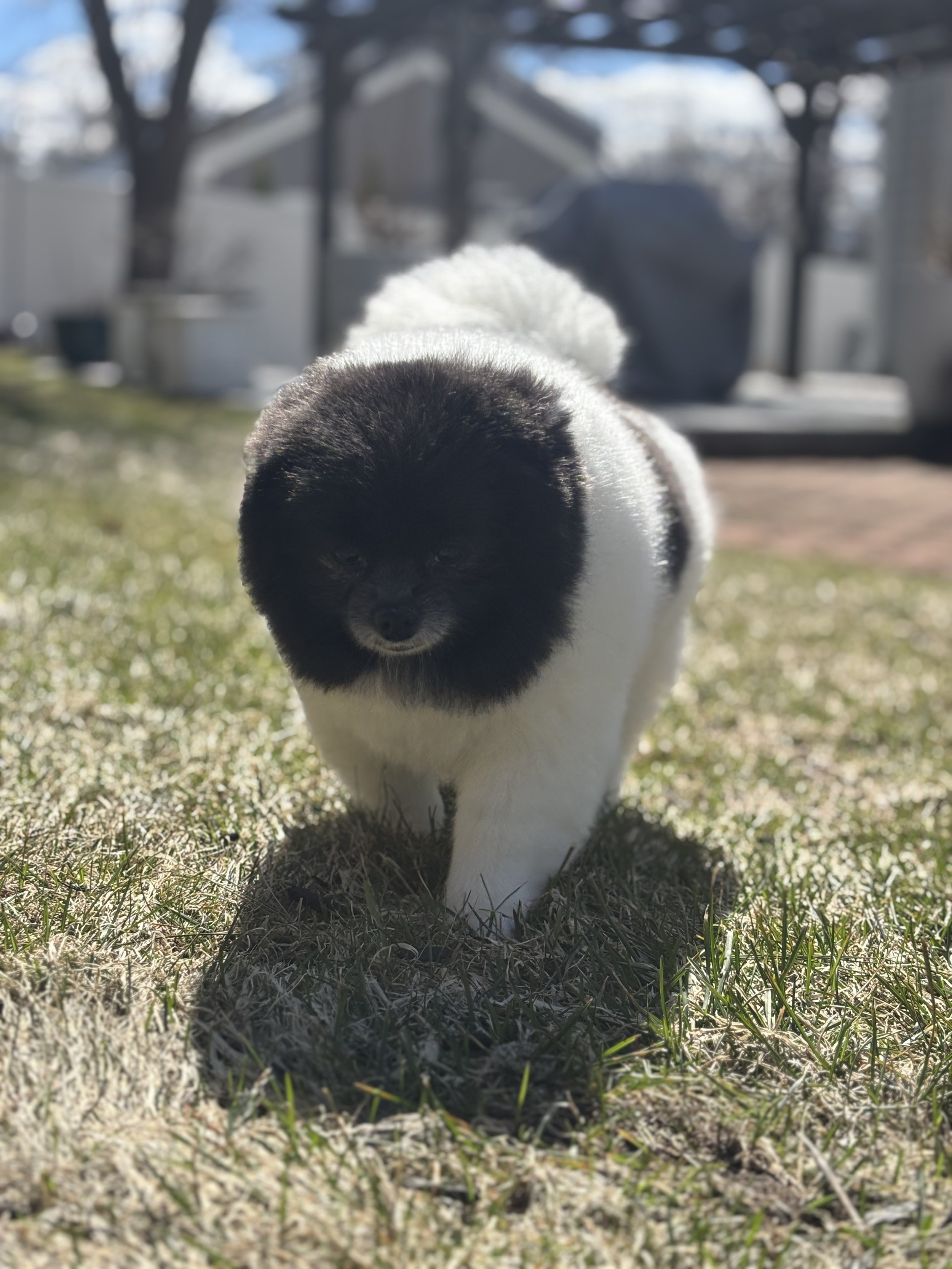 A small black and white Pomeranian dog walking on grass outdoors, with a background of trees and a patio.