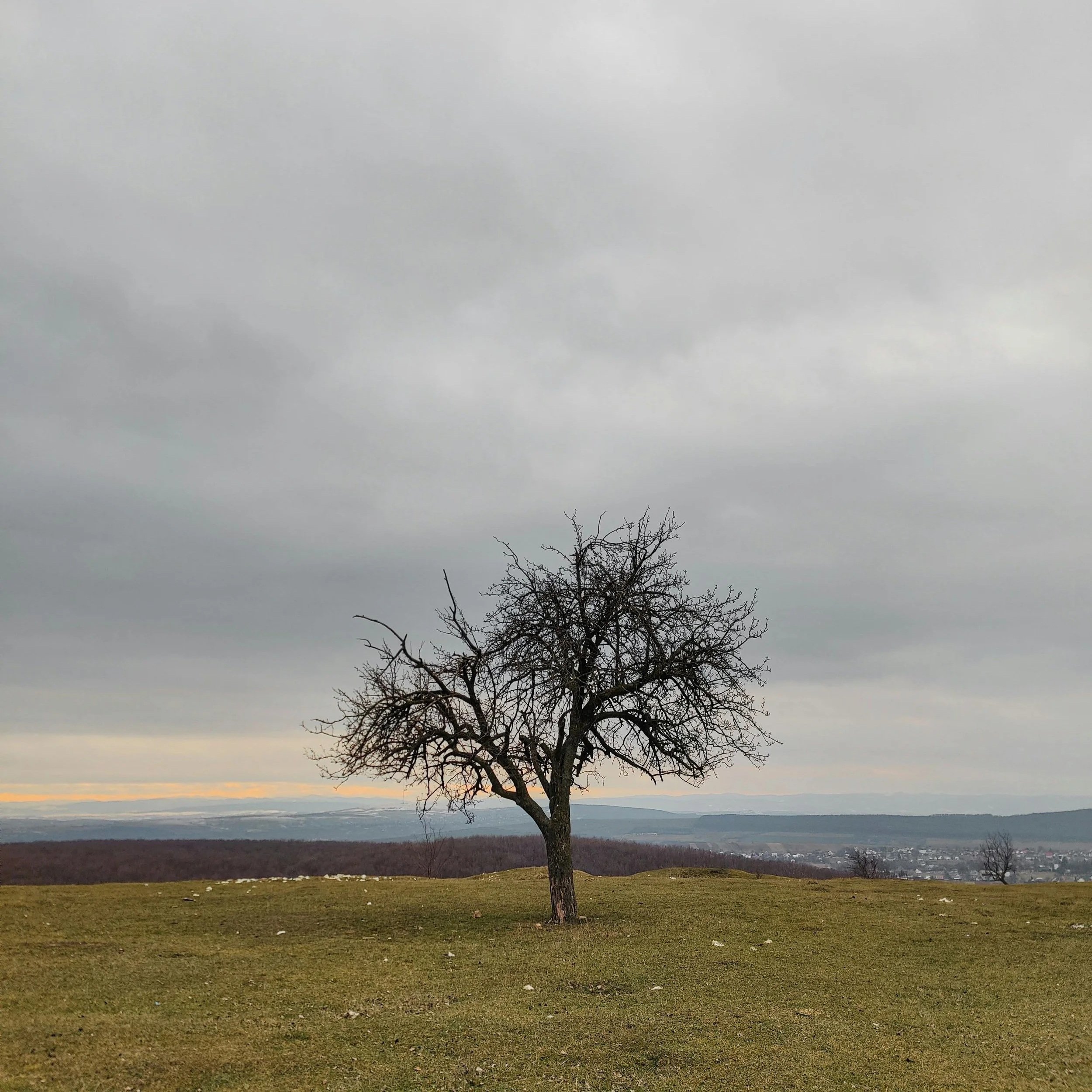 A leafless tree stands alone on a grassy hill with a cloudy sky overhead and a distant landscape in the background.