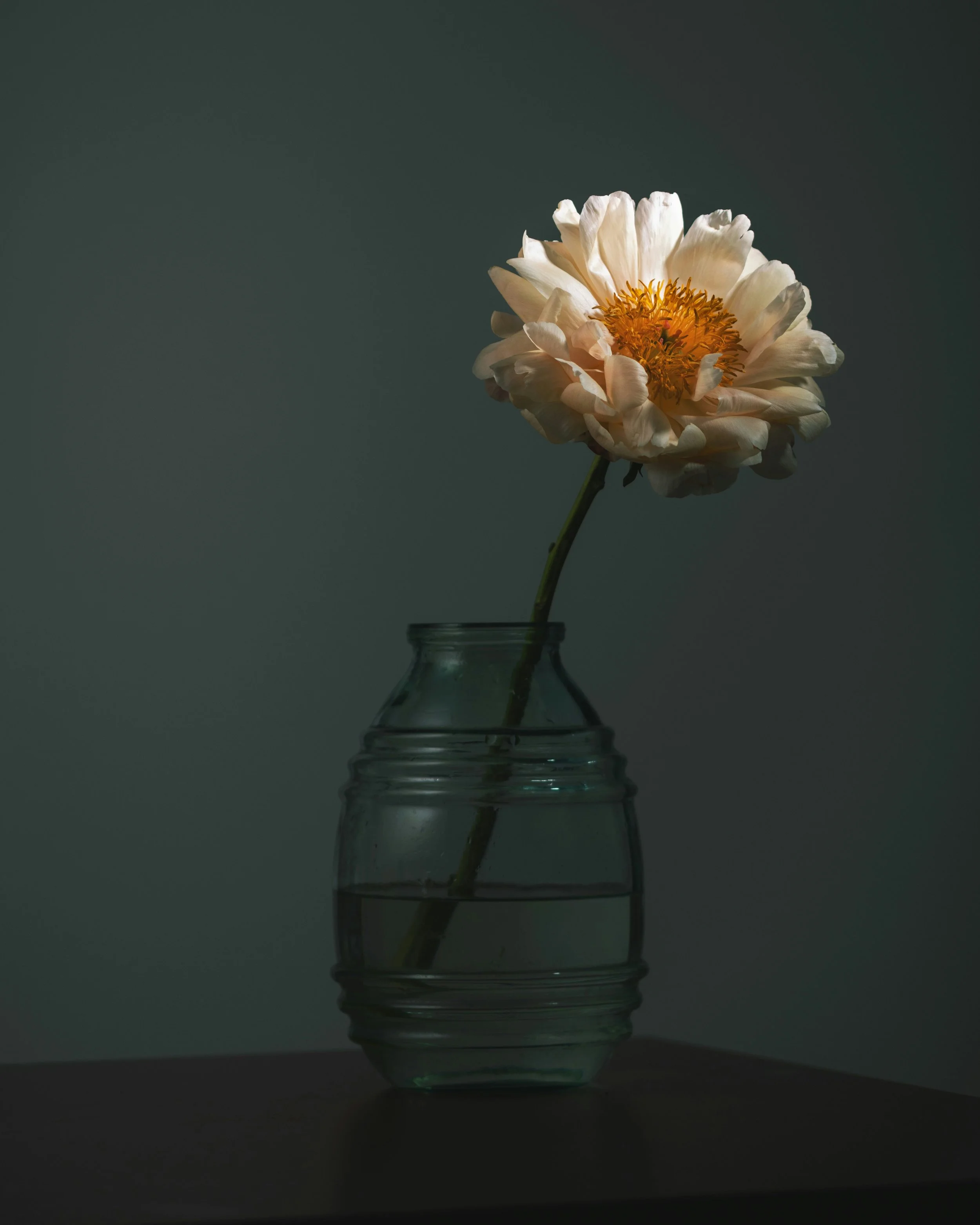 A single light-colored flower in a glass jar filled with water, placed on a dark surface against a dark background.