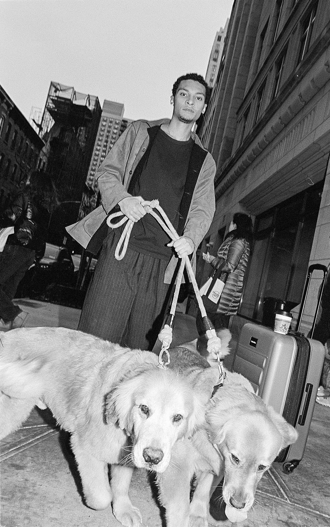 A man walking two golden retriever puppies on leashes in an urban street with buildings and a few pedestrians in the background.