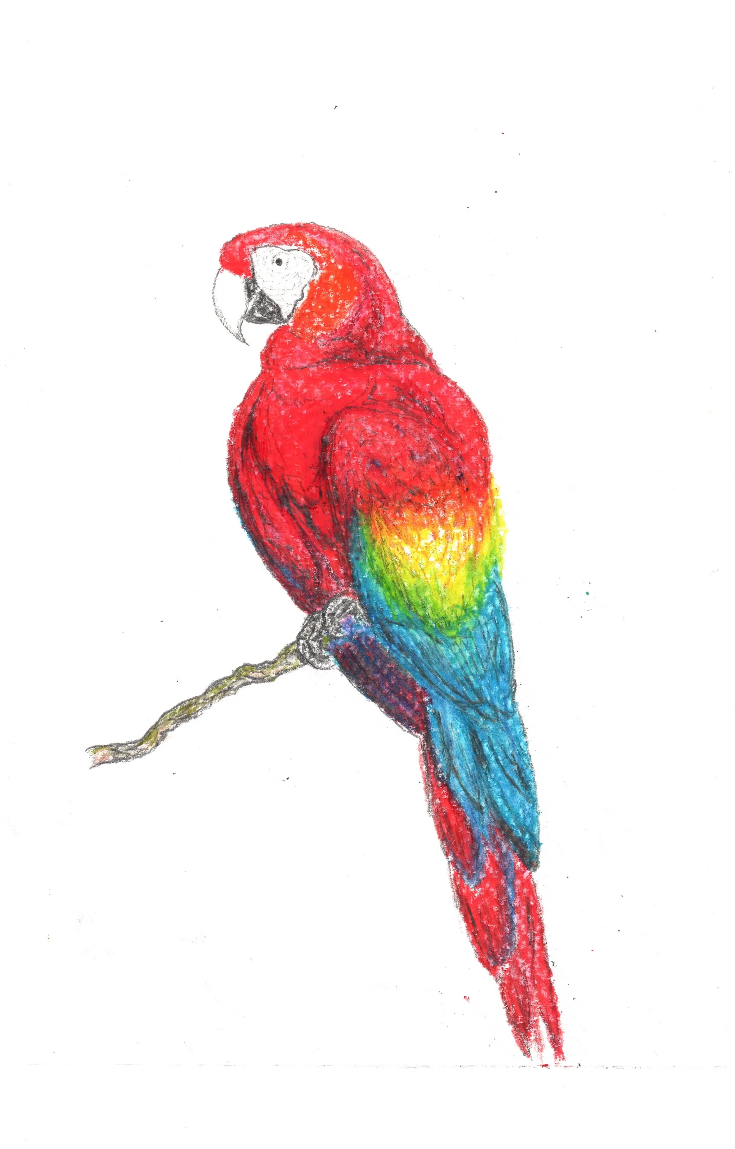Macaw.jpeg