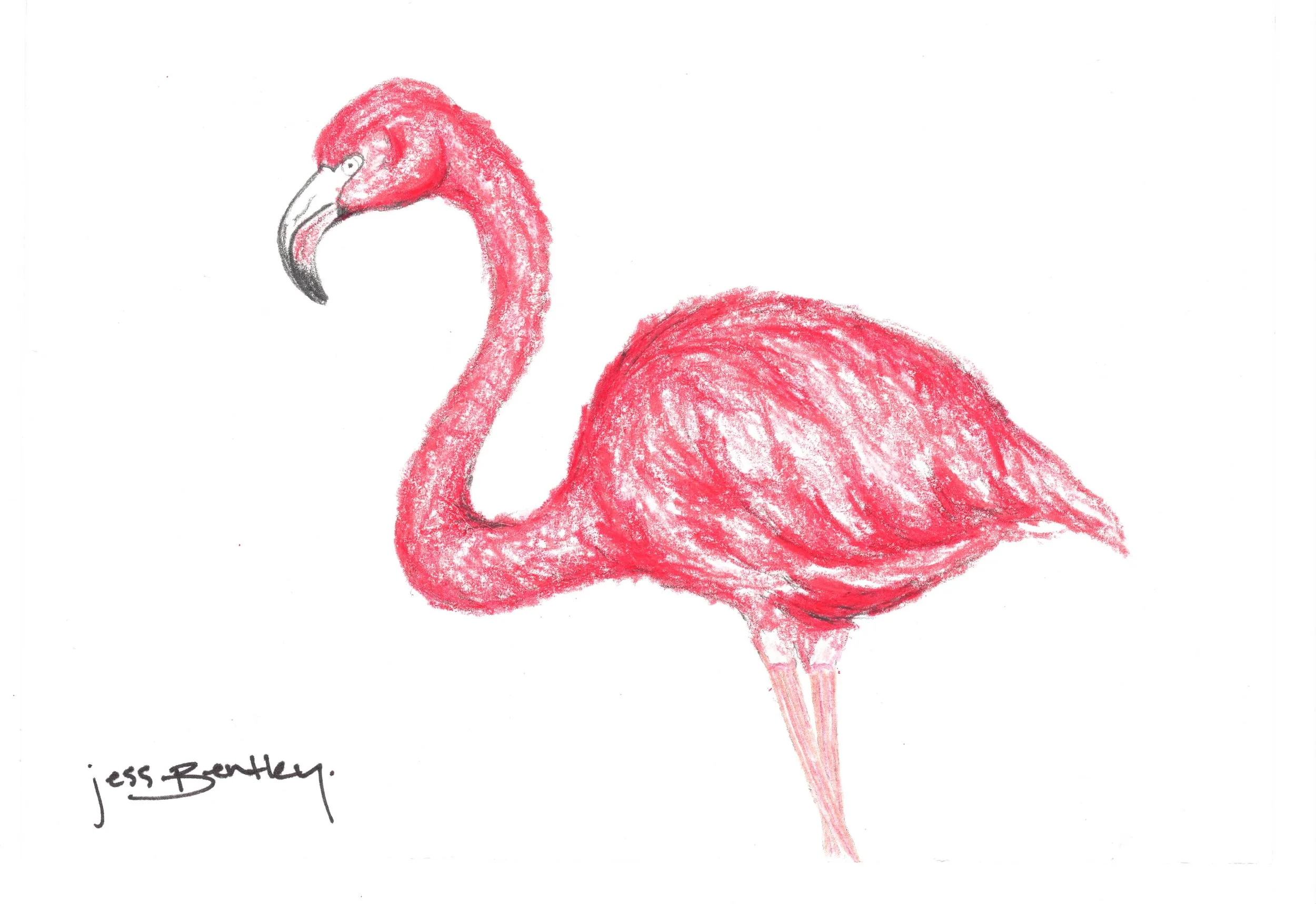 Flamingo.jpeg