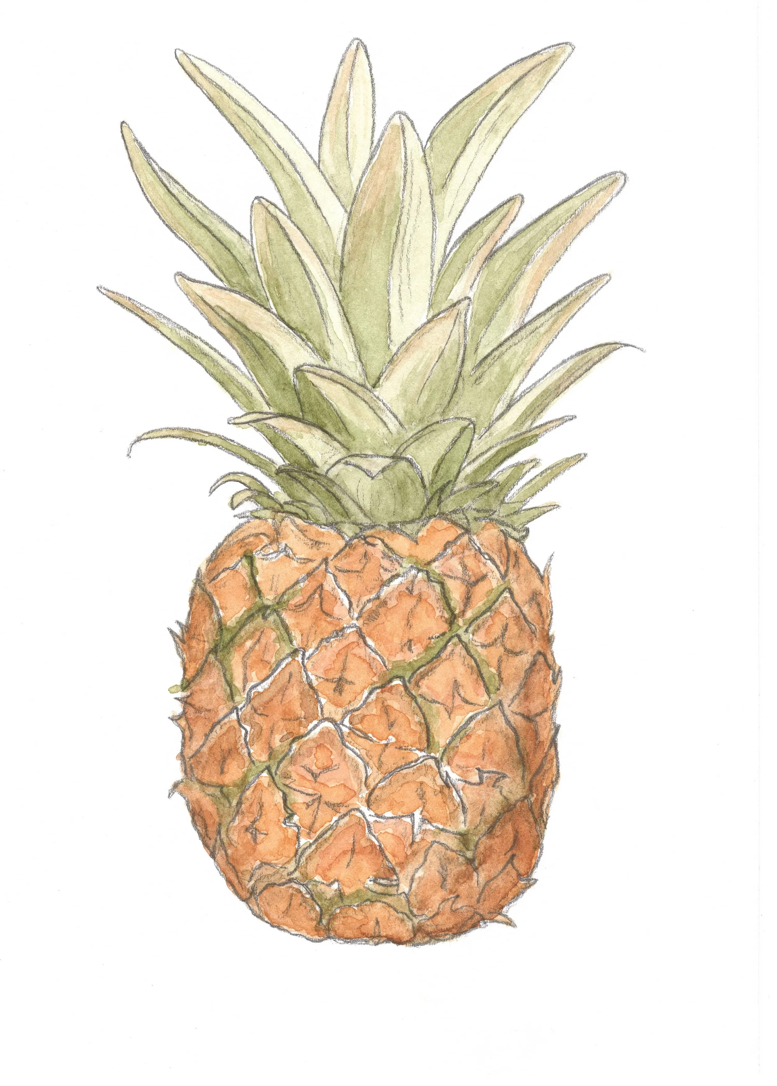 Pineapple.jpeg