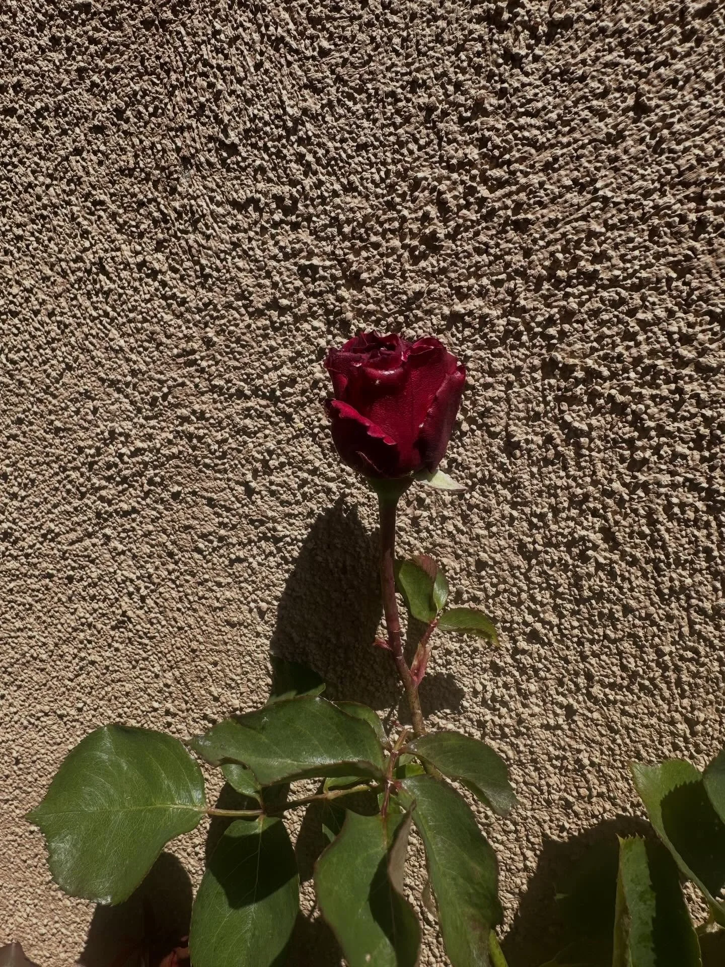 The first rose of the season. She&rsquo;s beautiful🌹