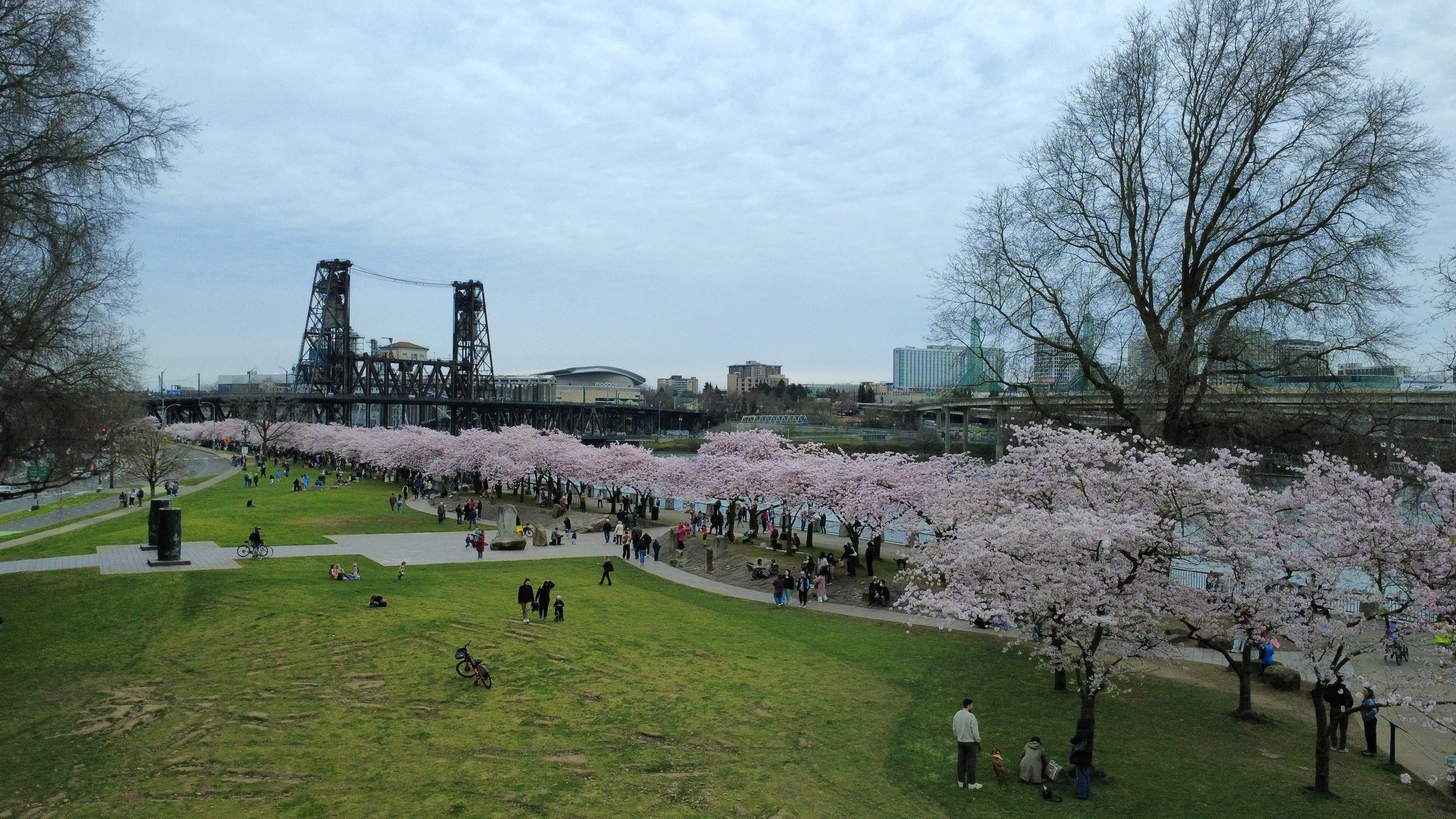 Waterfront Park cherry blossoms in Portland, Oregon