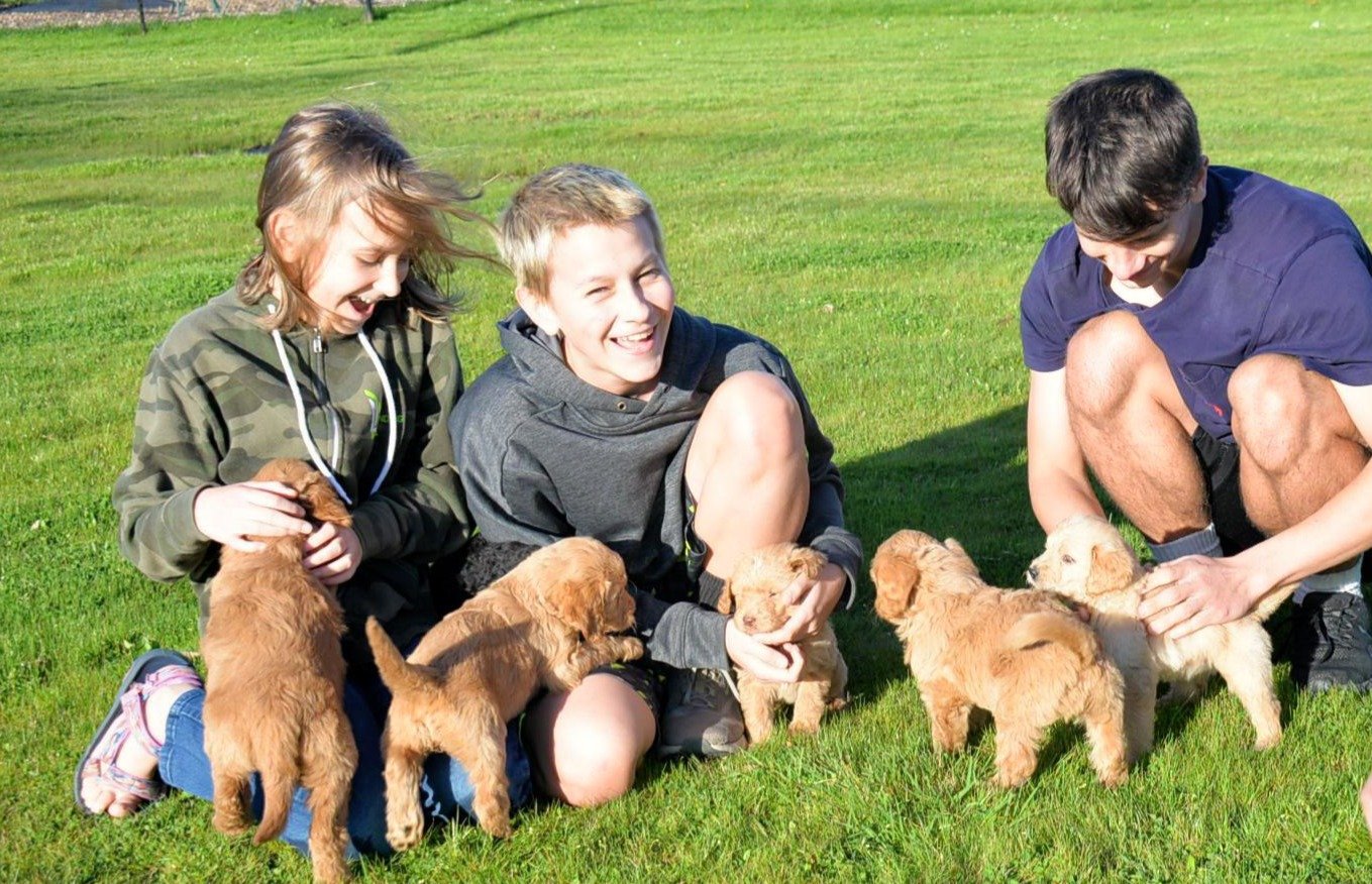 Three children playing outside with several golden retriever puppies on a grassy field, smiling and interacting with the puppies.