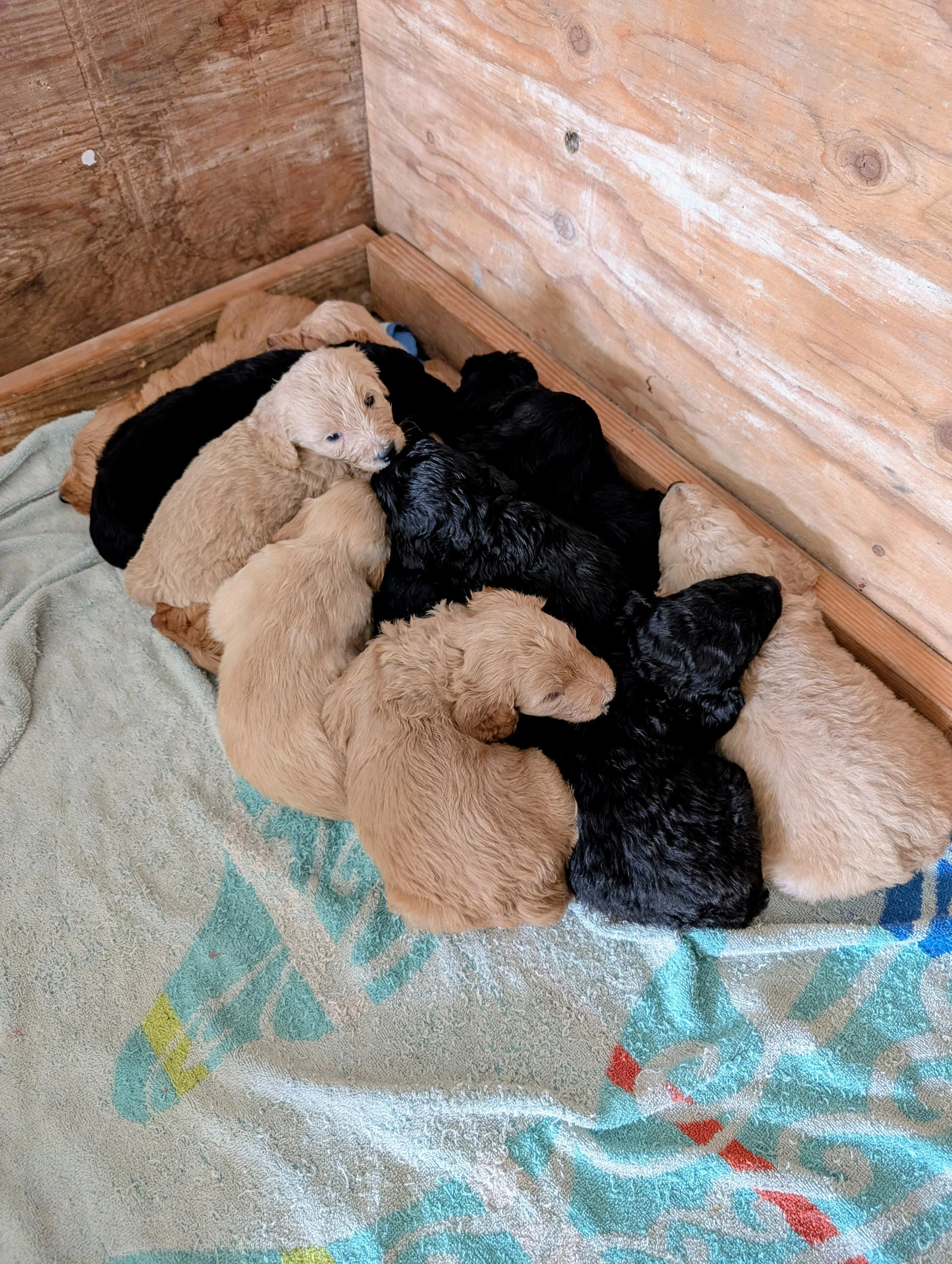Group of Golden Retriever puppies resting on a blanket in a wooden enclosure.