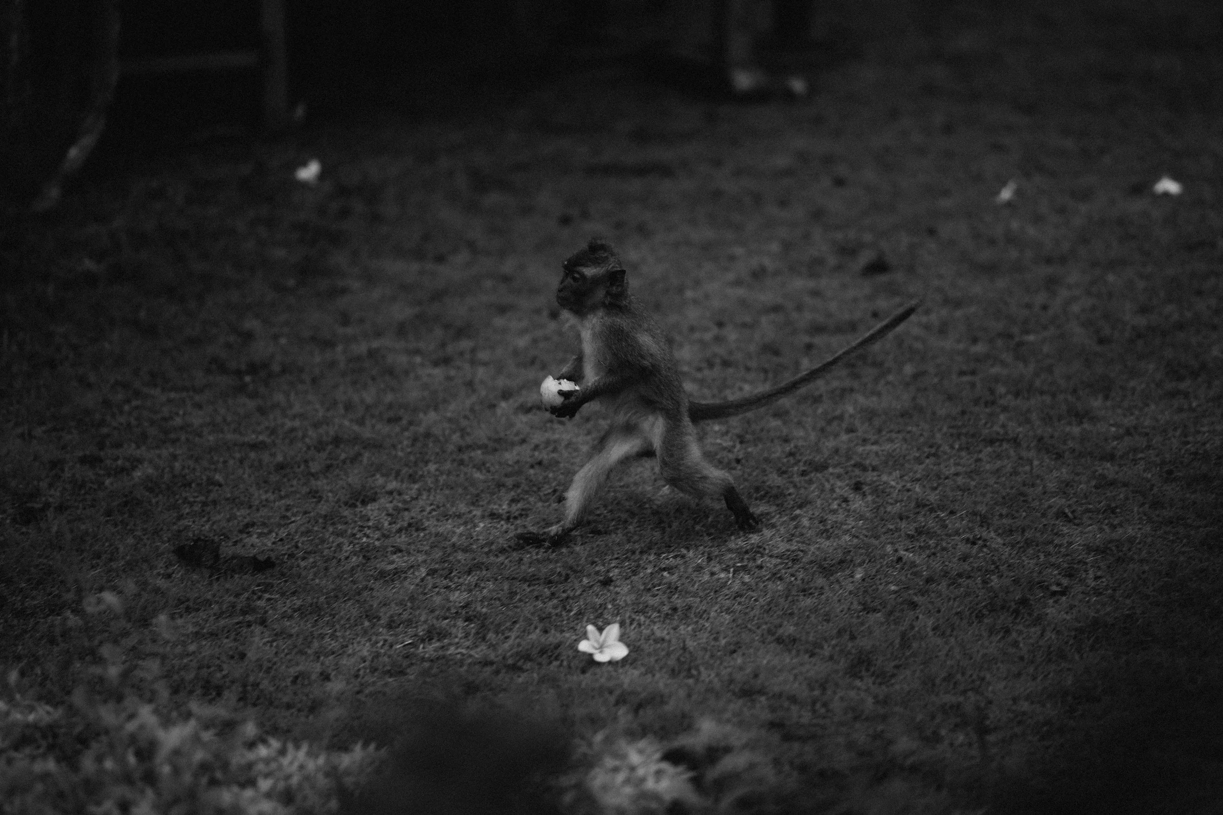 A monkey walking on the ground while holding a small object, with a flower on the ground nearby, in a dimly lit environment.