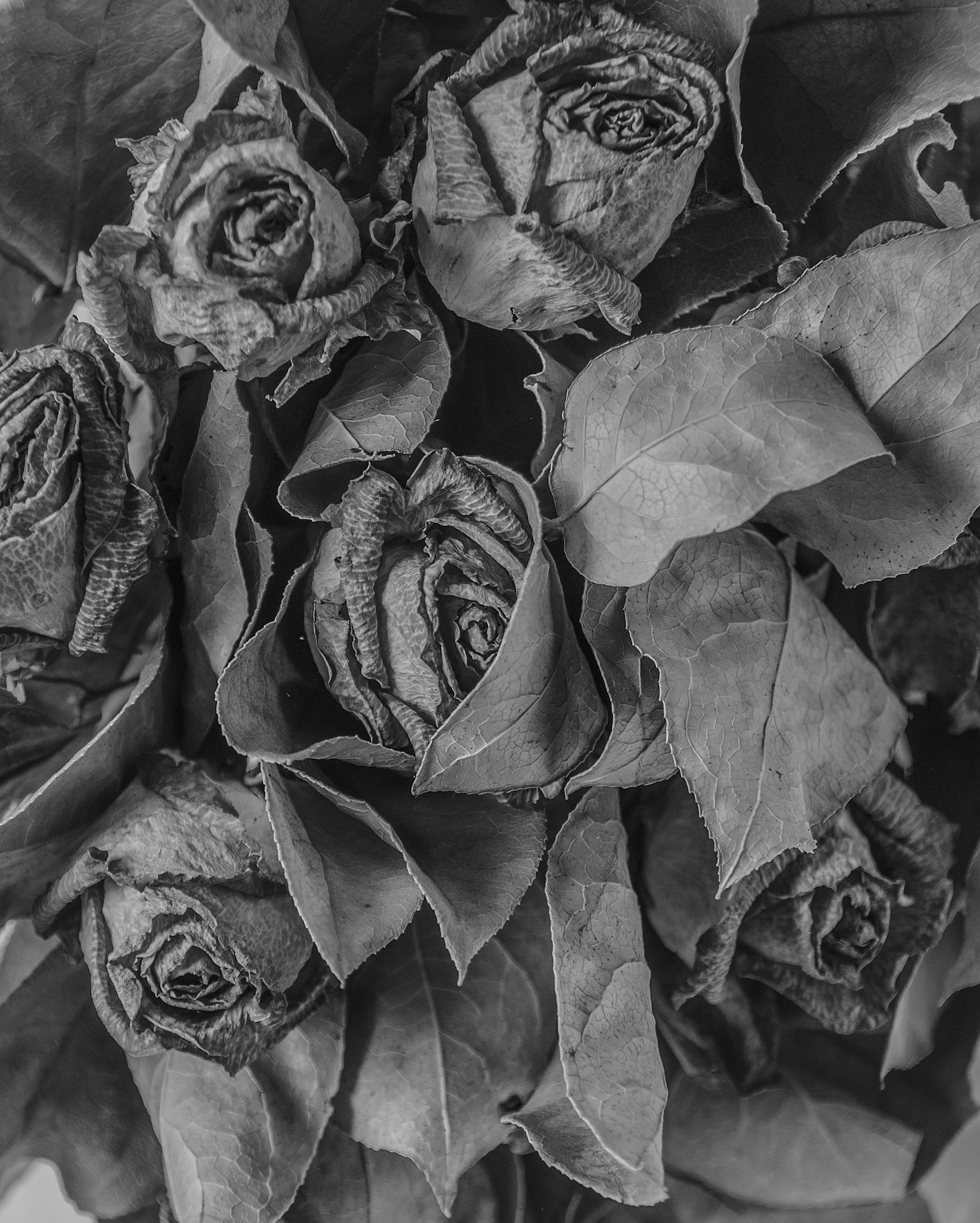 A bunch of withered and dried roses with leaves in black and white.