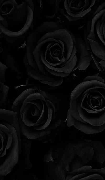 Close-up of black roses with dark petals.