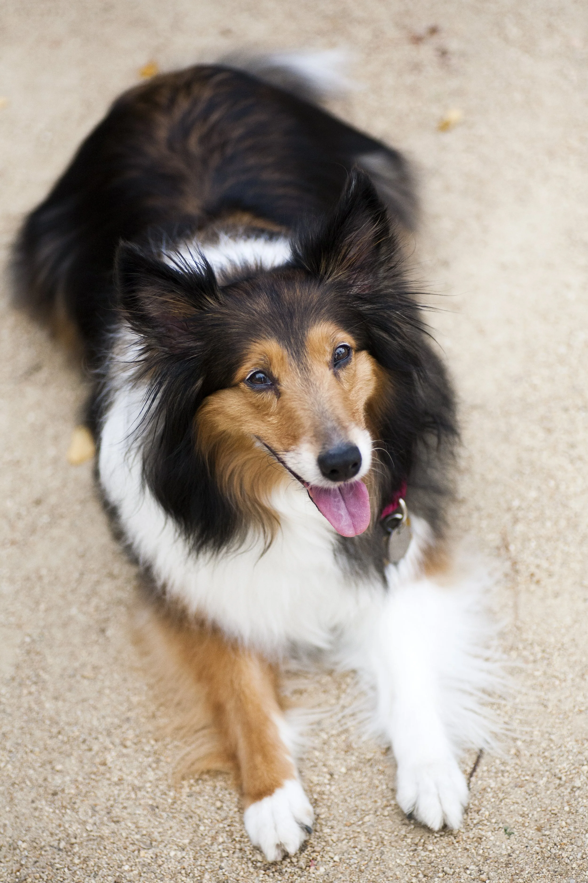 Pet Photoshoot