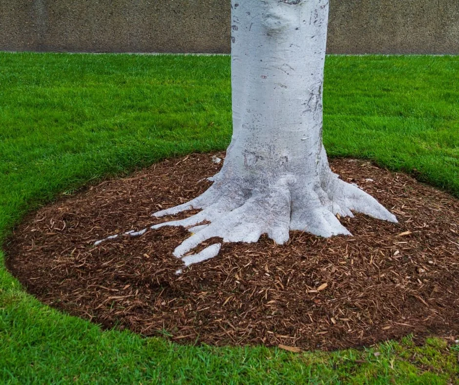 The image shows a tree with a white-painted trunk and roots, surrounded by a grass lawn and a brown mulch bed.