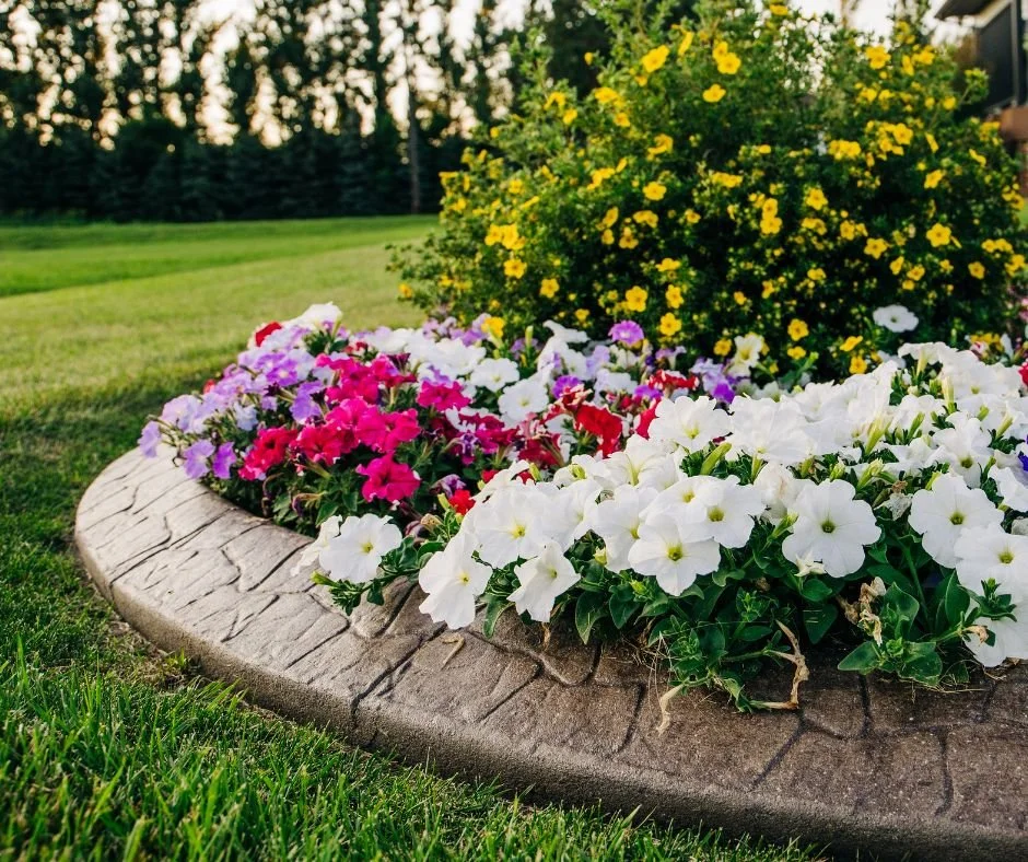 Colorful flower bed with white, pink, purple, and yellow flowers in a stone border garden.