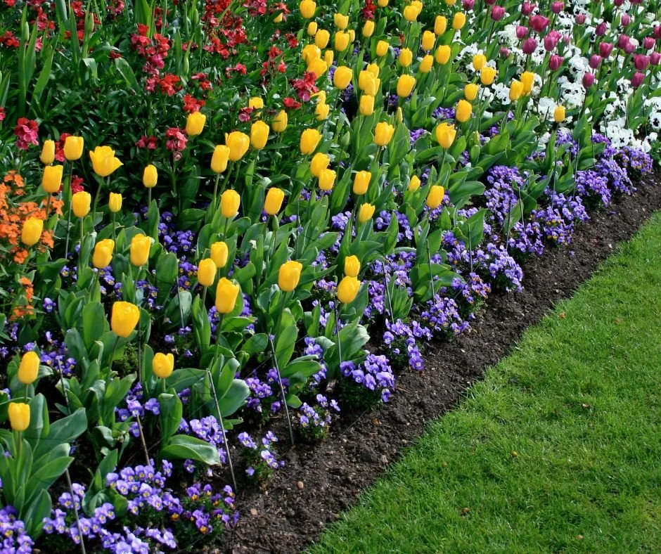 A vibrant flower garden with yellow tulips, purple pansies, red and orange flowers, and white and purple flowers along the border, with a green grassy area to the right.