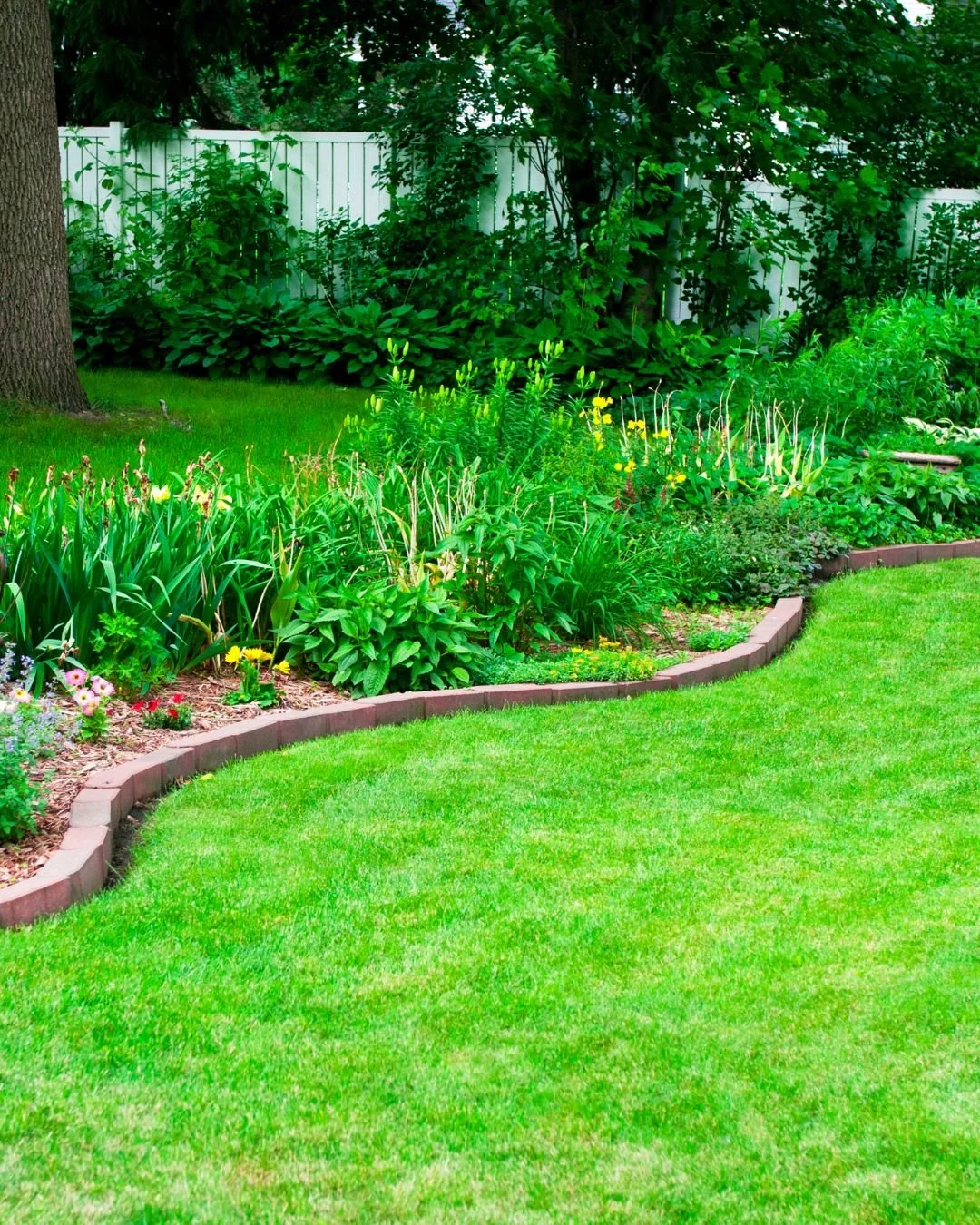 A lush green backyard garden with a freshly mowed lawn, bordered by a curved brick edge, and filled with various flowering and leafy plants. There is a large tree on the left side and a white fence in the background.