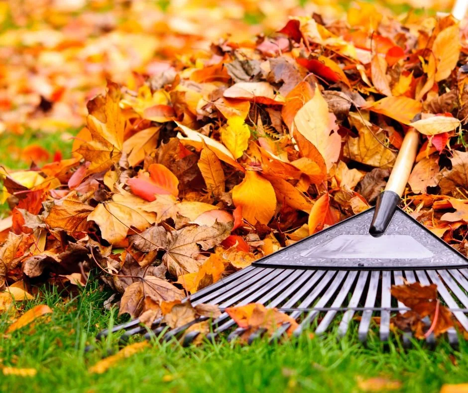 A rake lying on green grass next to a large pile of fallen autumn leaves.